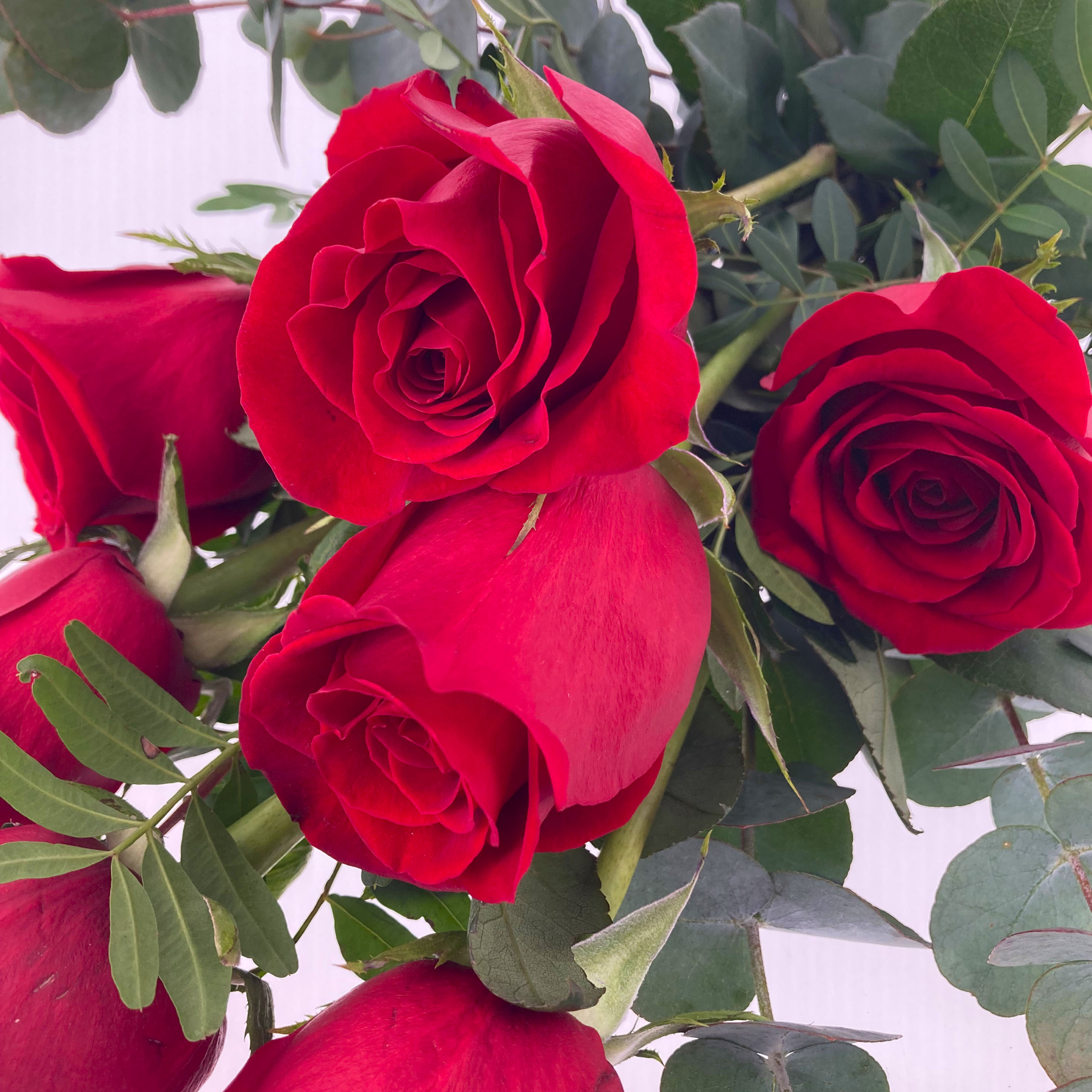 PTG-8-rose-rosse_part2
