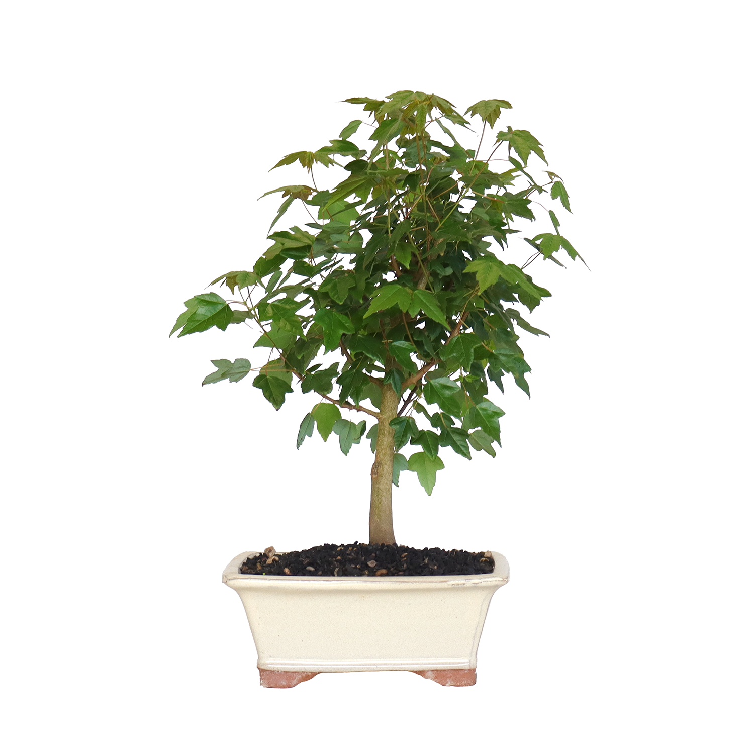 bonsai acer buergerianum