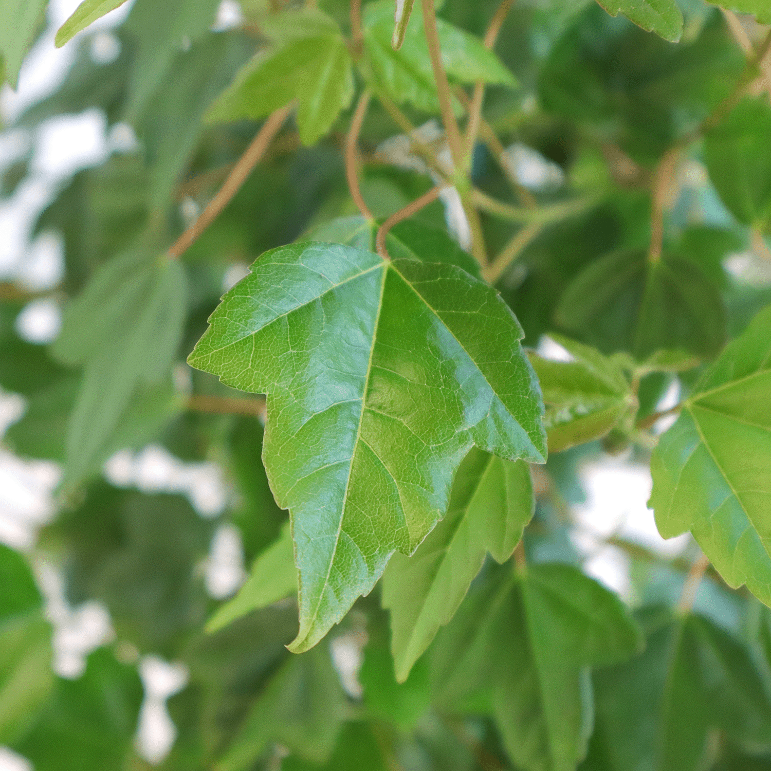bonsai acer buergerianum 2