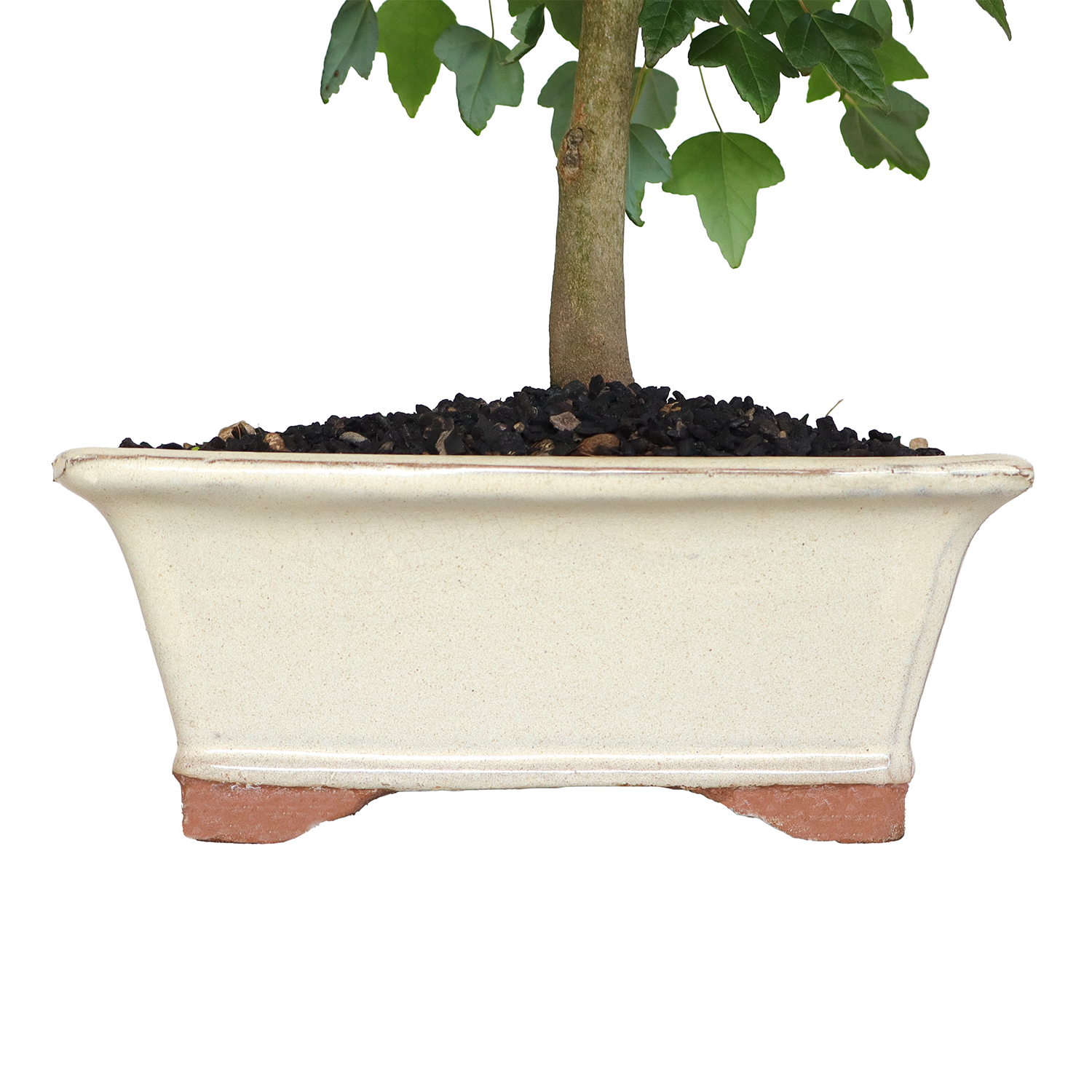 bonsai acer buergerianum 3