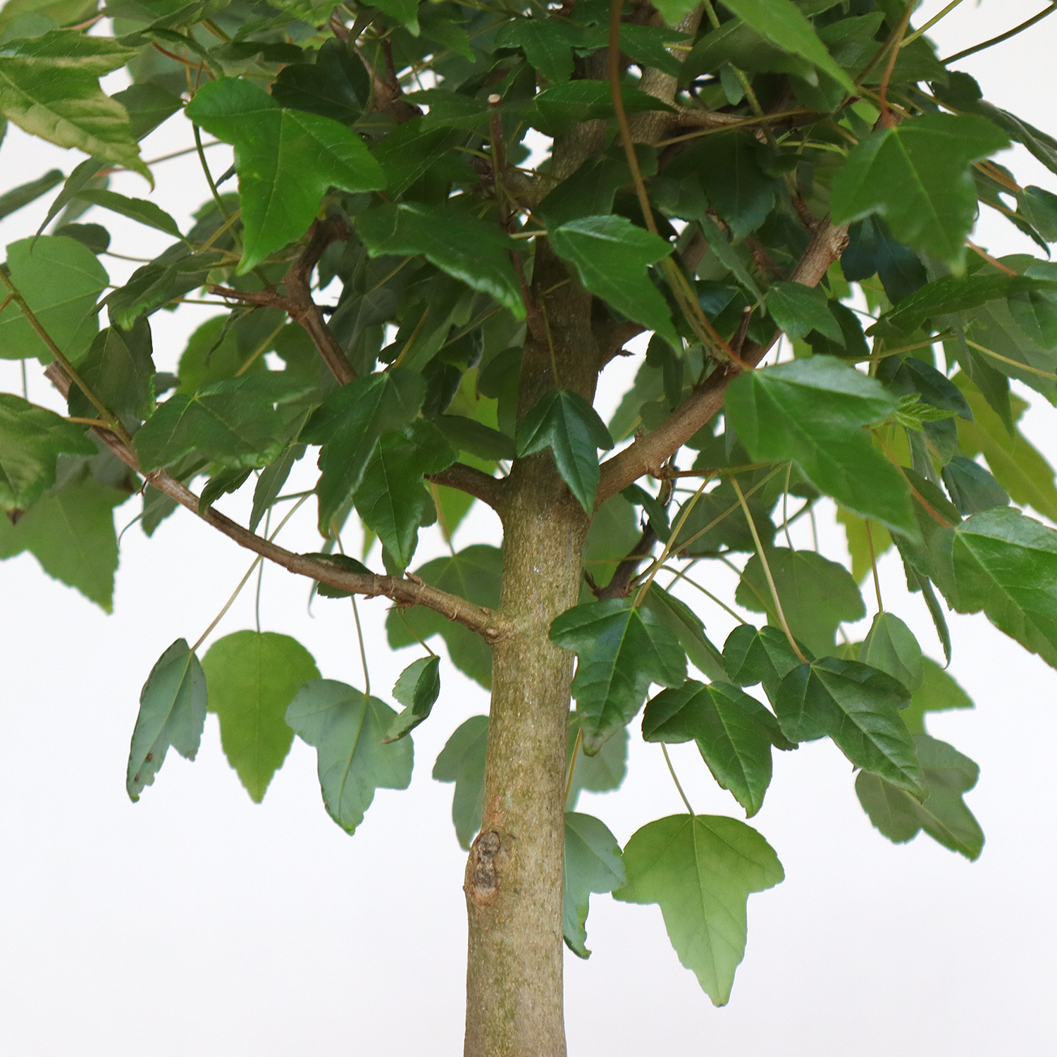 bonsai acer buergerianum 4
