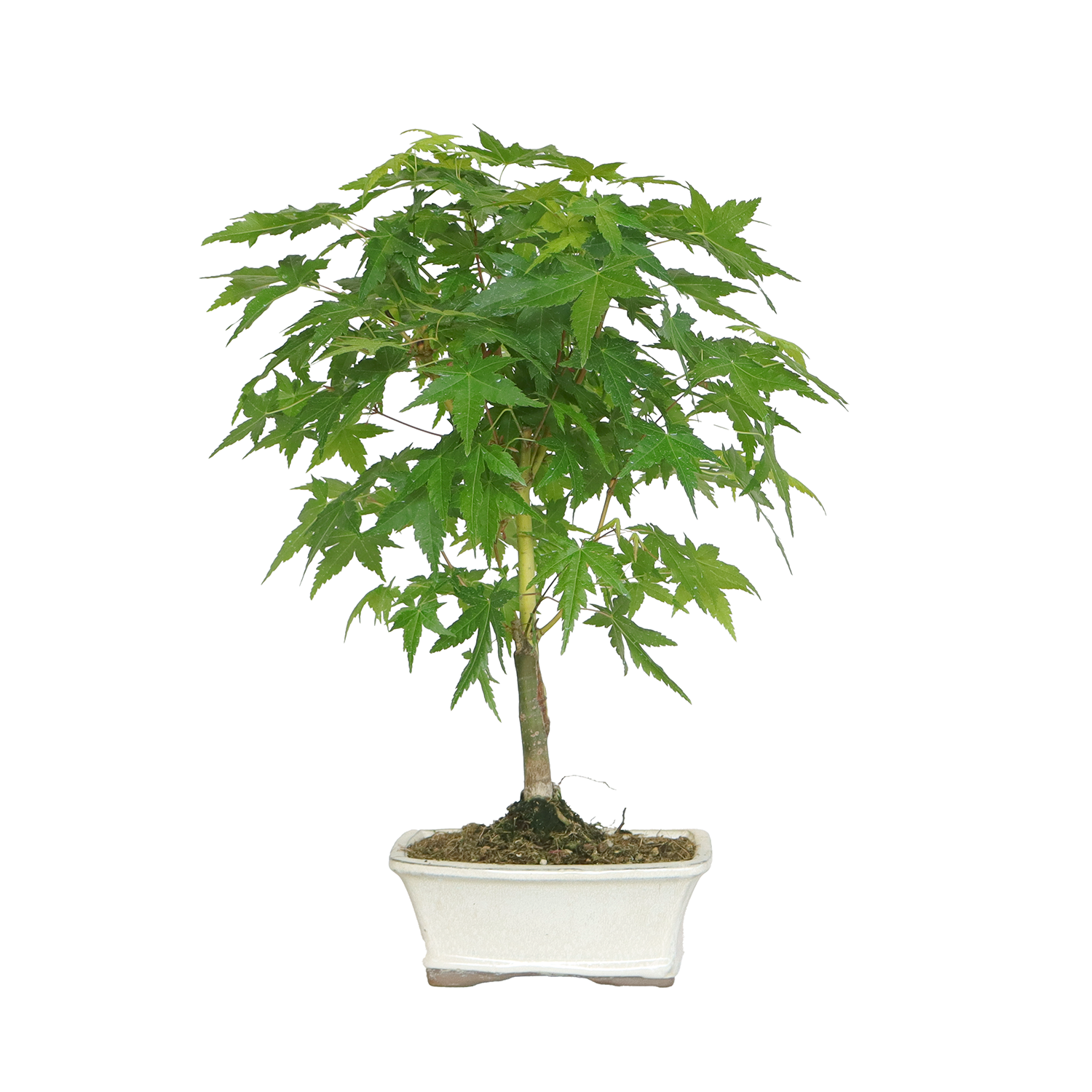 bonsai acer palmatum bi hoo