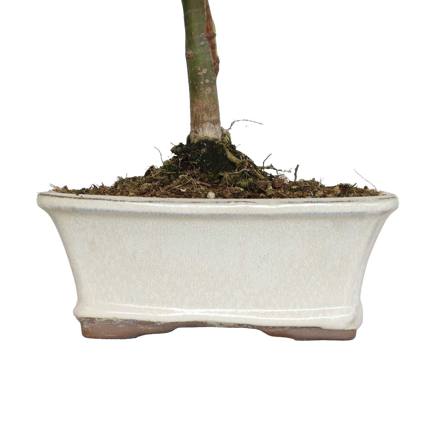 bonsai acer palmatum bi hoo 2
