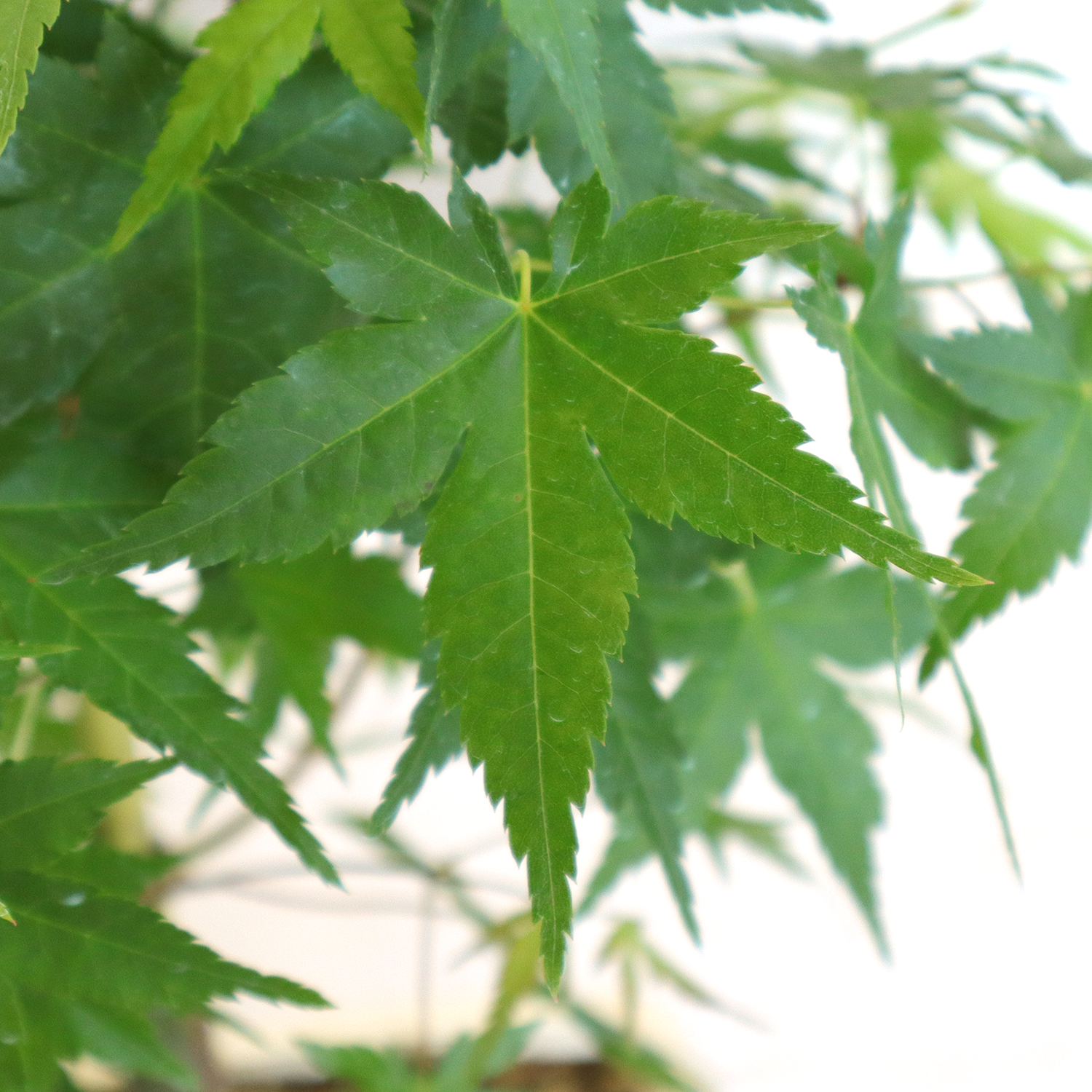 bonsai acer palmatum bi hoo 3
