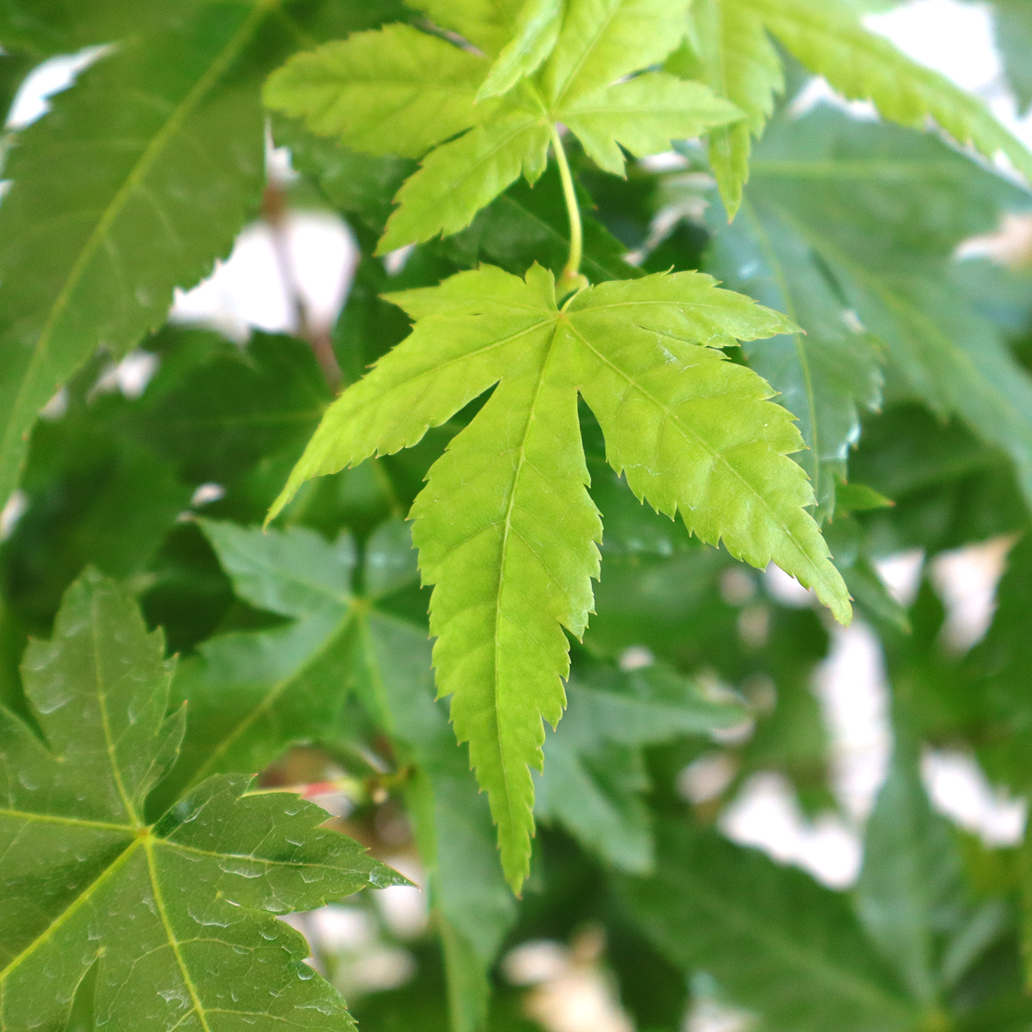 bonsai acer palmatum bi hoo 4