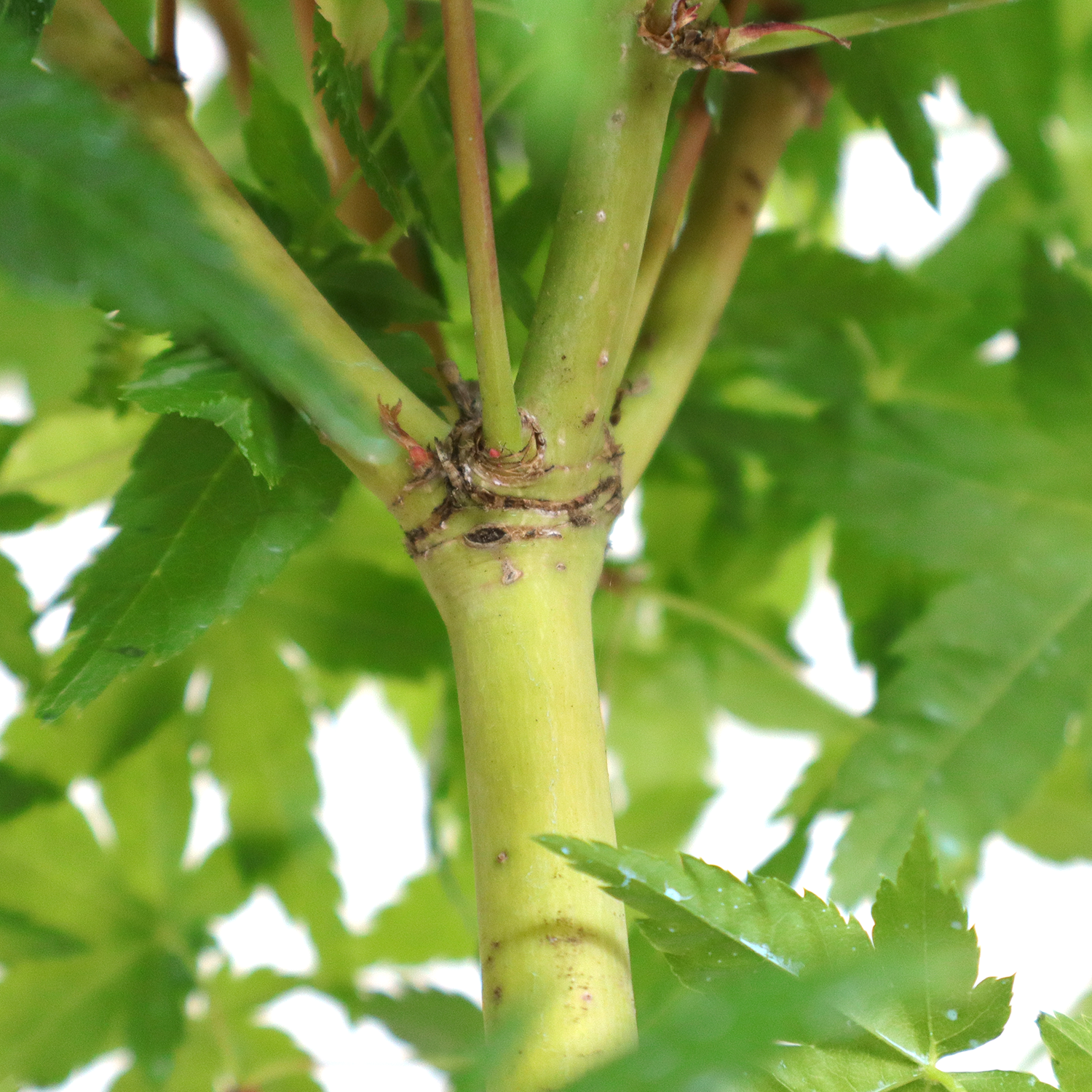 bonsai acer palmatum bi hoo 5