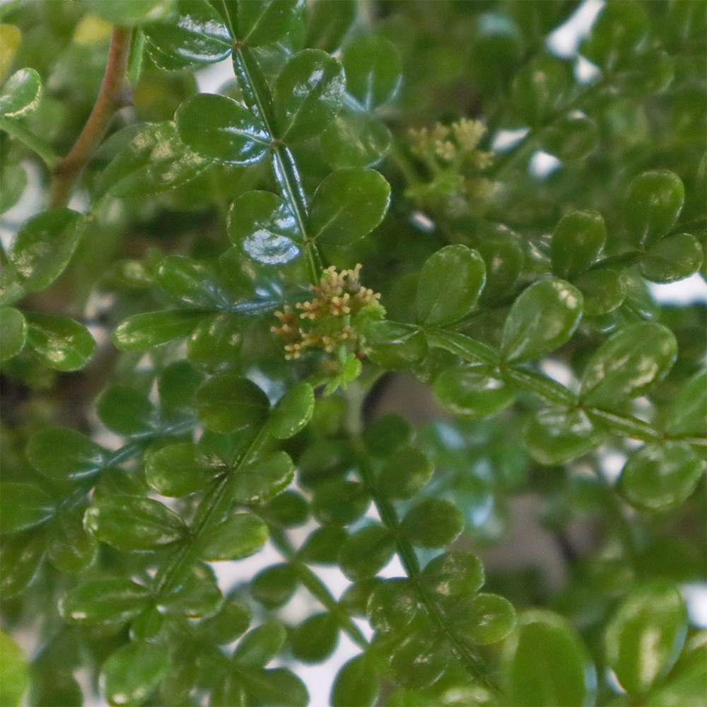 bonsai Zanthoxylum piperitum v38 2