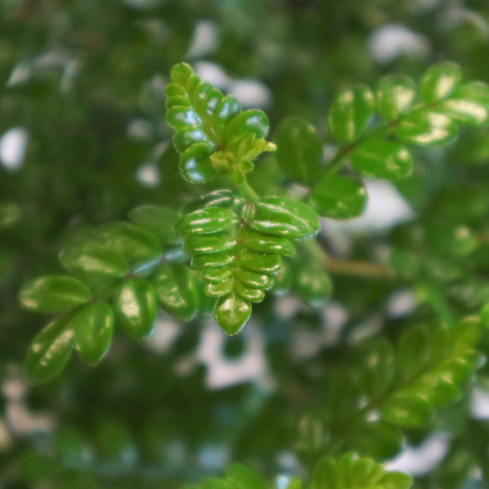 bonsai Zanthoxylum piperitum v38 3