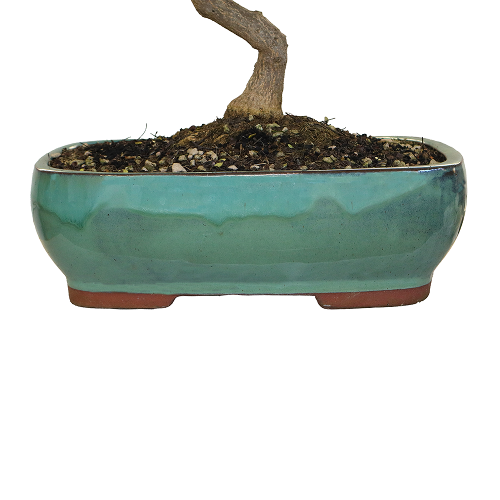 bonsai Zanthoxylum piperitum v38 4