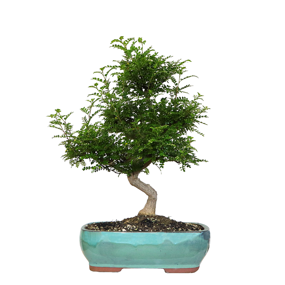 bonsai Zanthoxylum piperitum v38