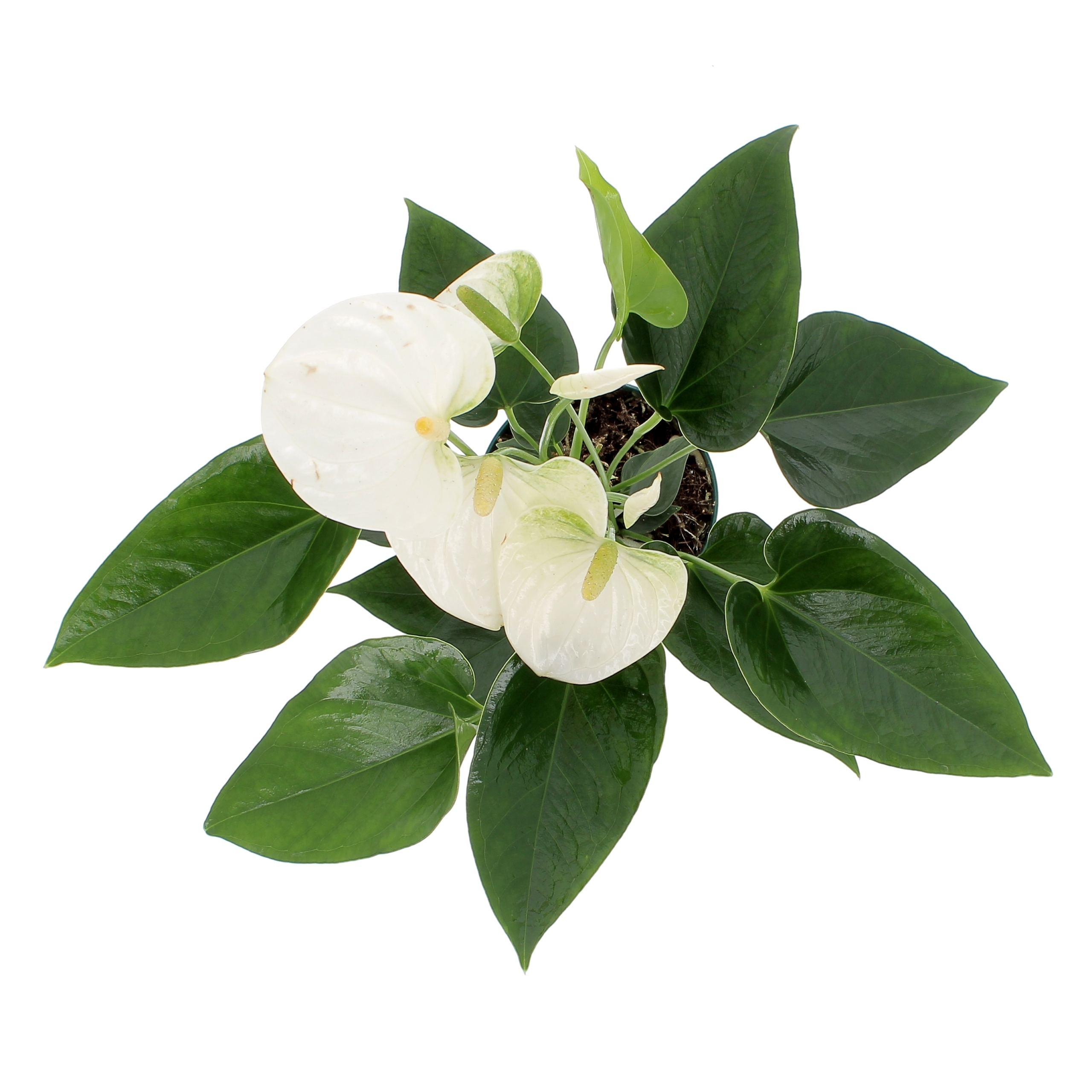 PTG_Anthurium_Bianco_v12_h37-47-0000