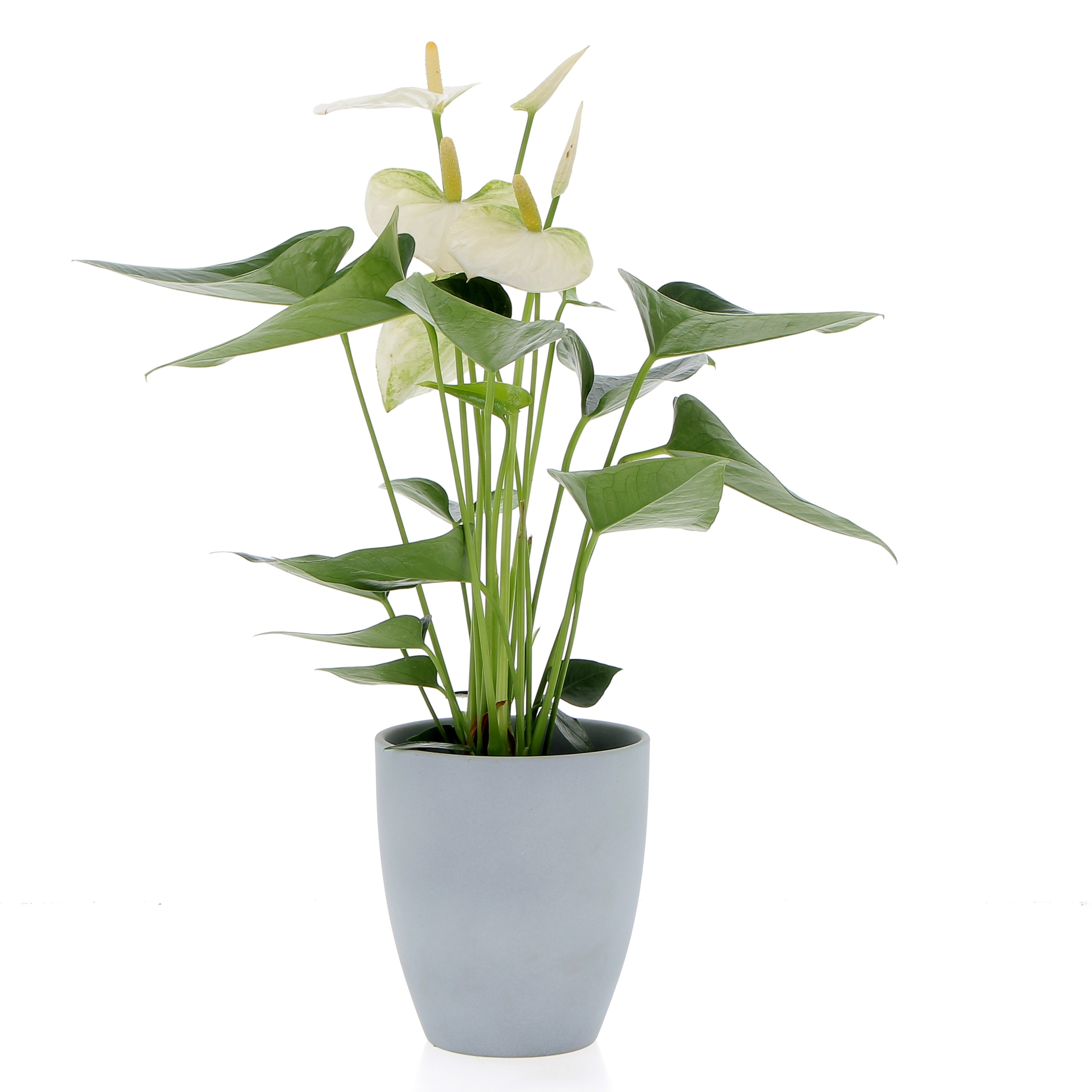 PTG_Anthurium_Bianco_v12_h37-47_620-15_Grey_Stone-0000