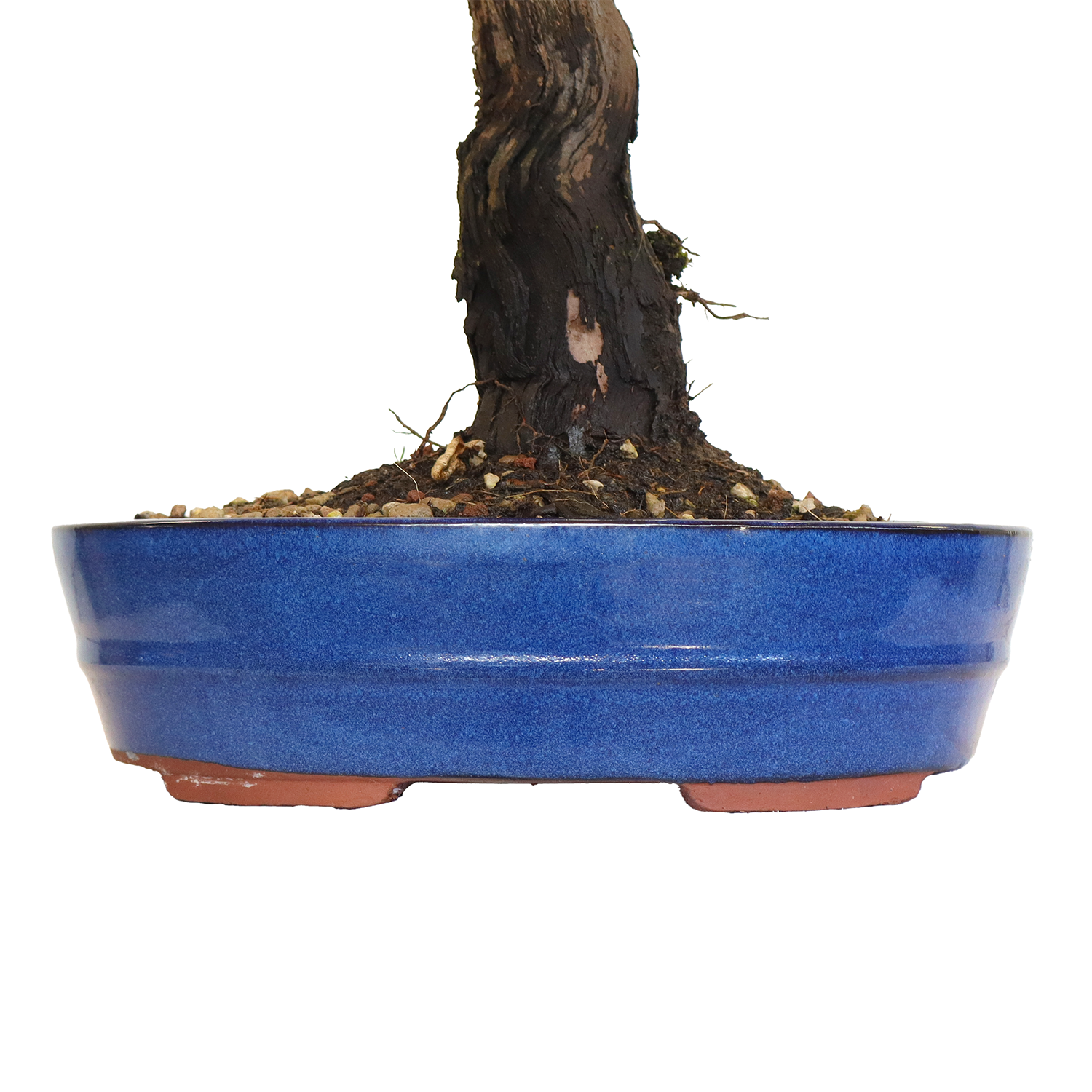 bonsai vitis vinifera 3