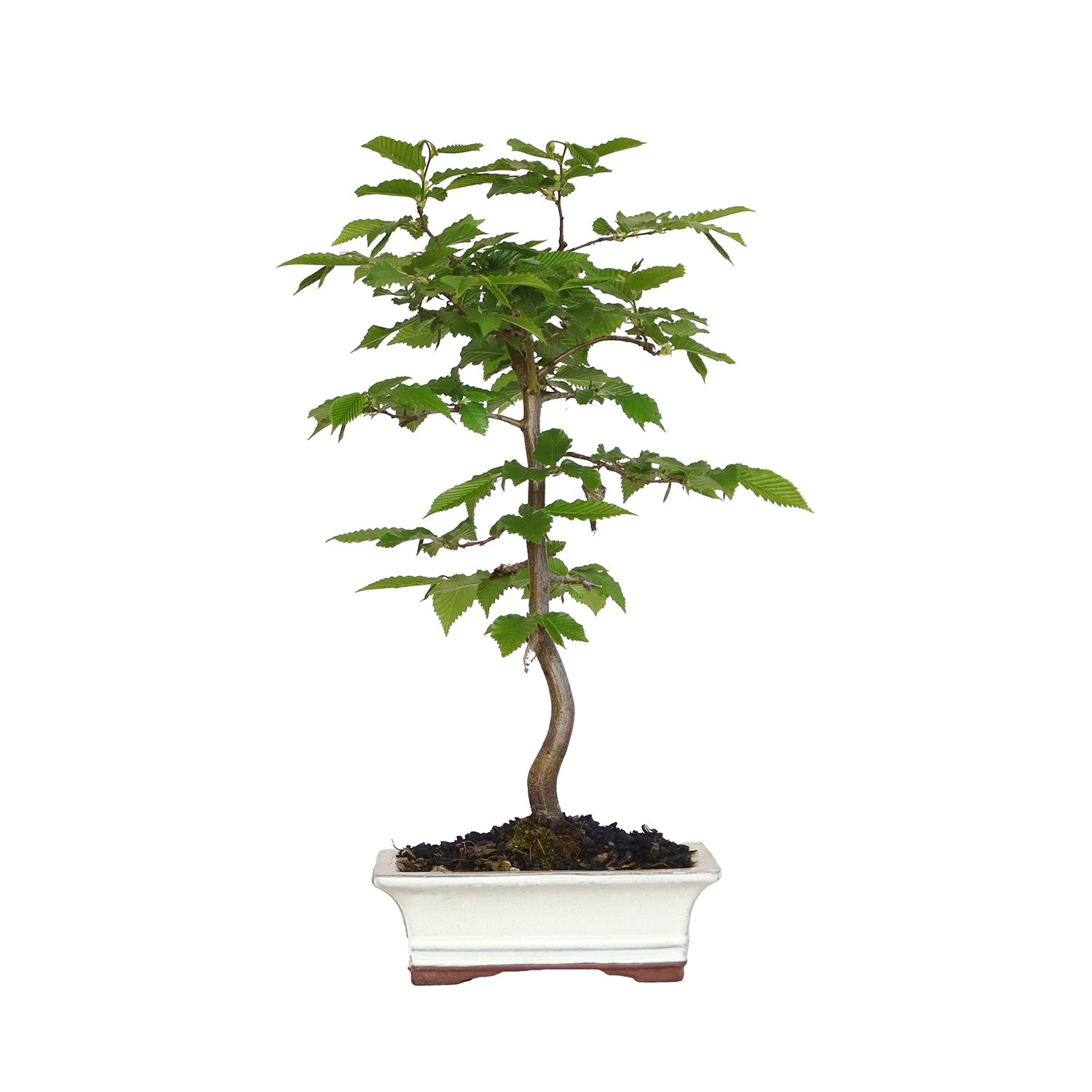 carpinus betulus v19 1
