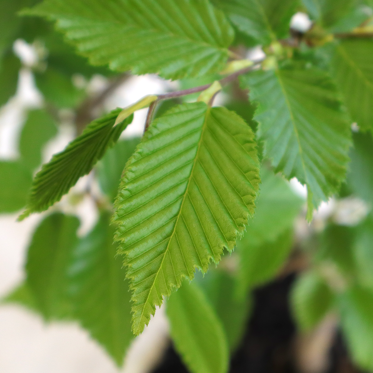 carpinus betulus v19 2