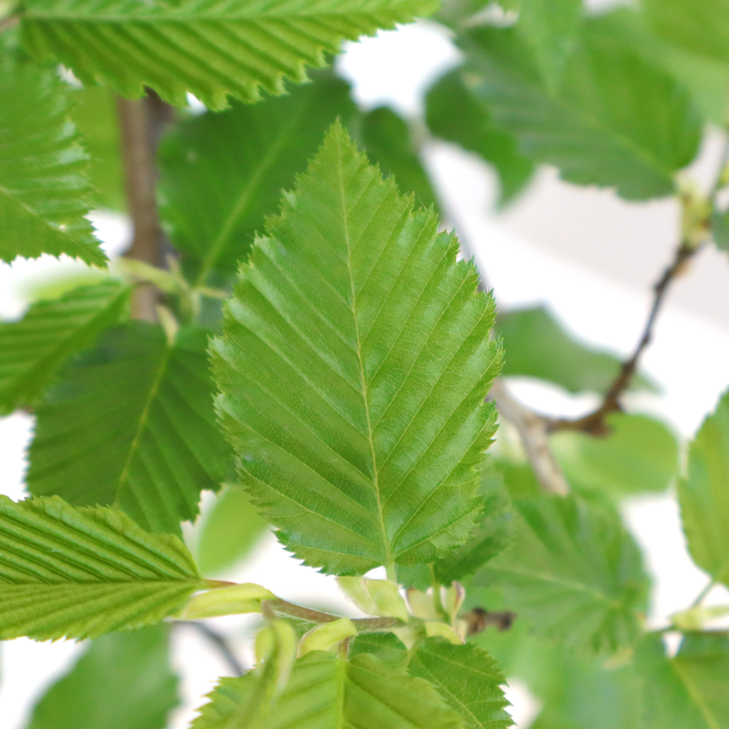 carpinus betulus v19 4
