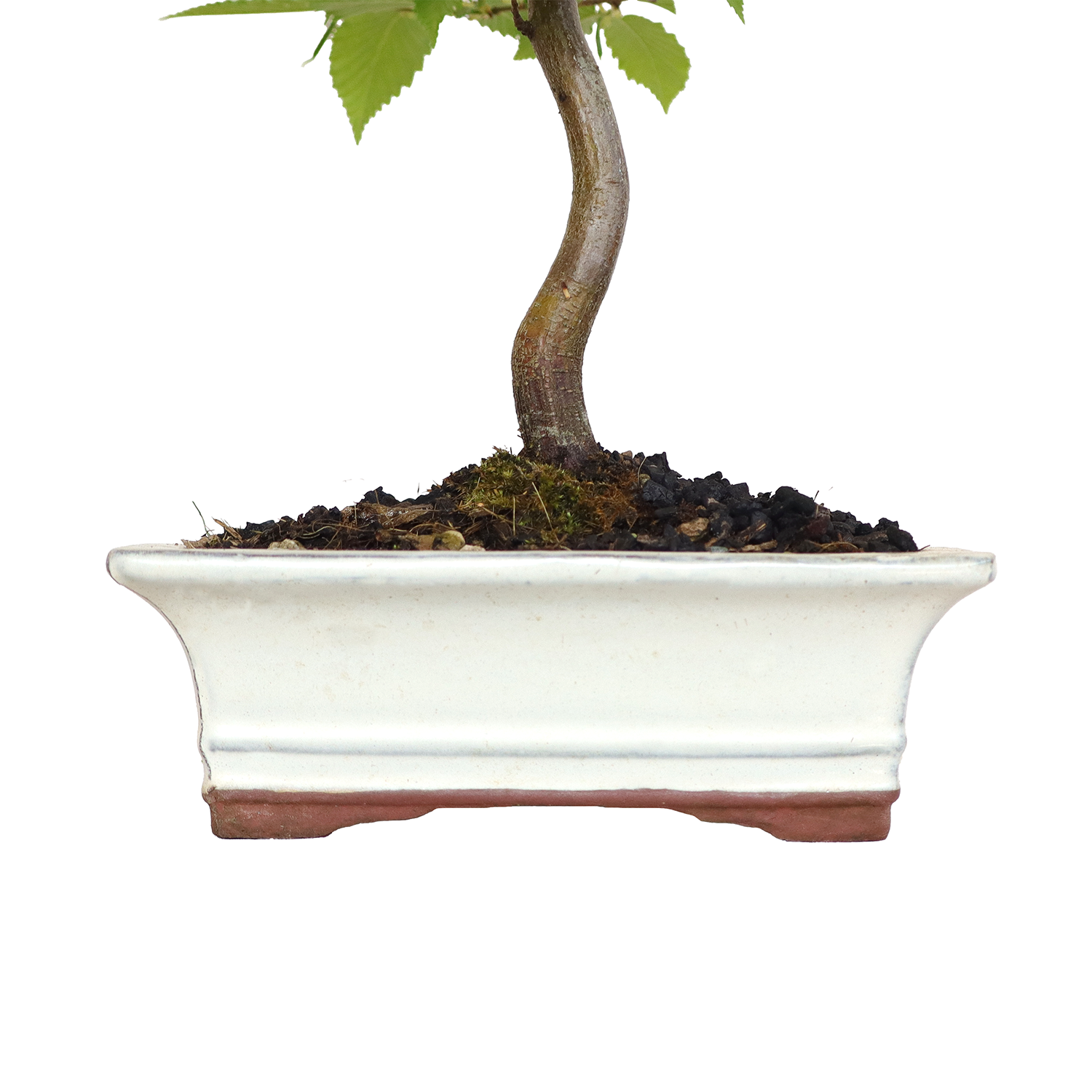 carpinus betulus v19 5