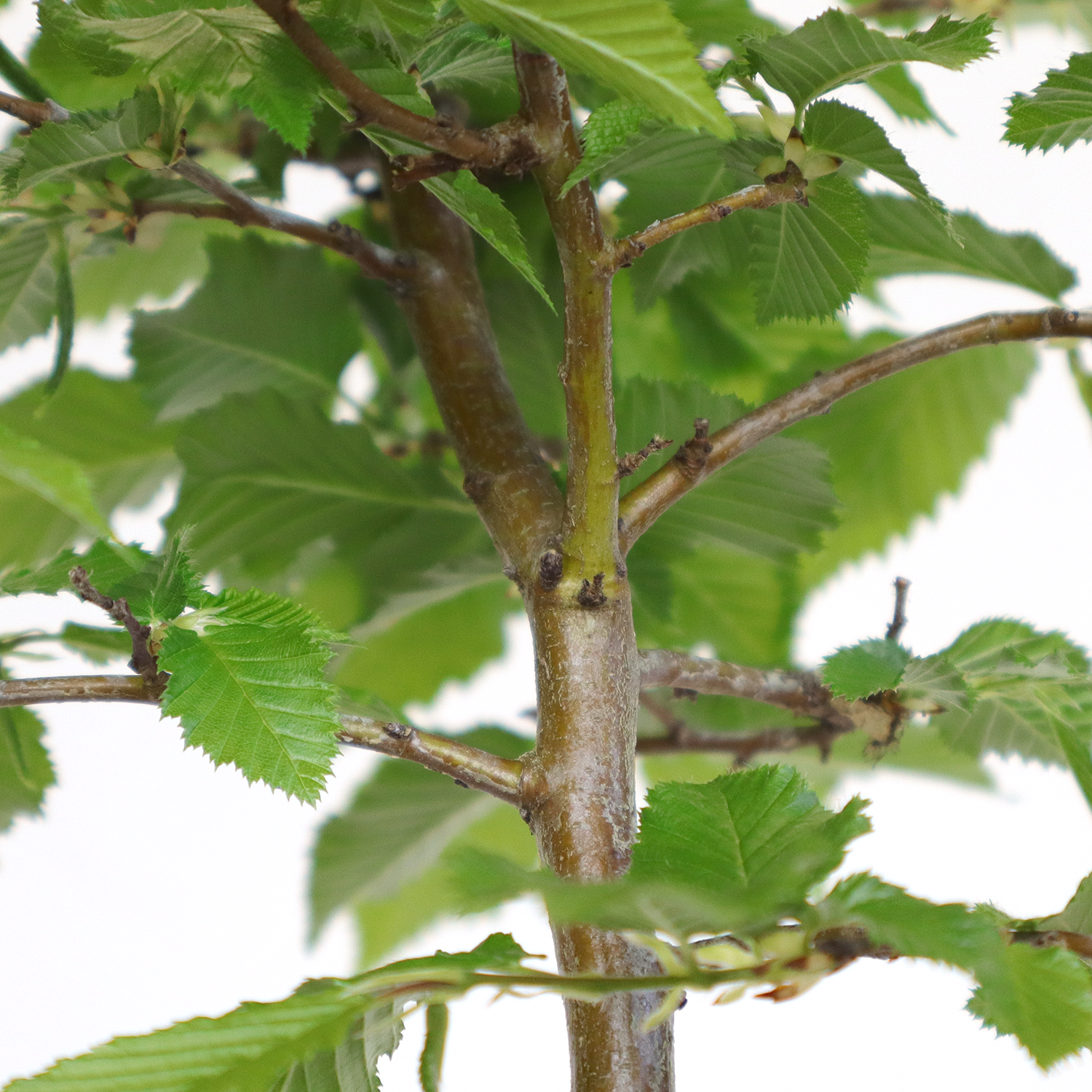 carpinus betulus v19 6