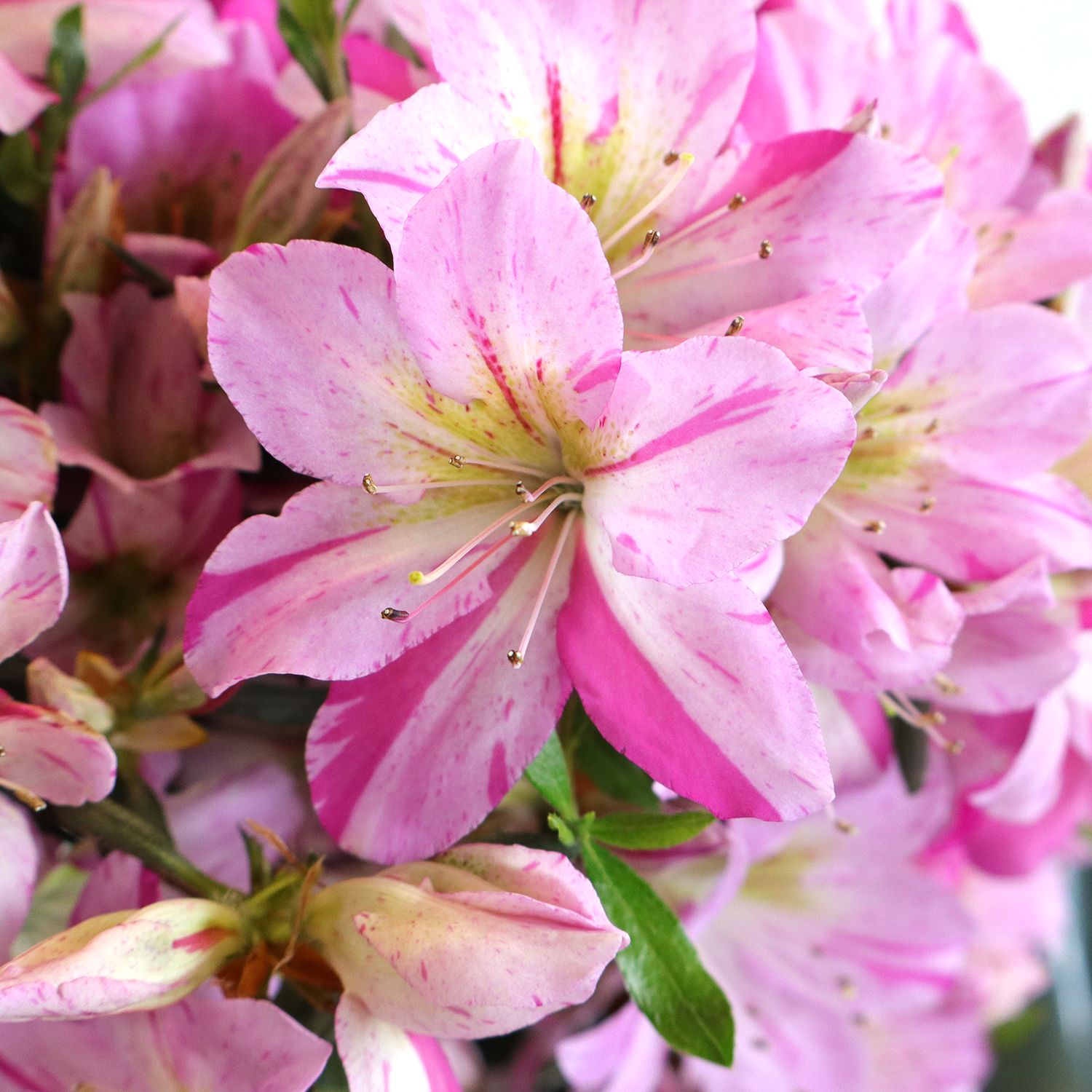 bonsai rhododendron satsuki v39 2