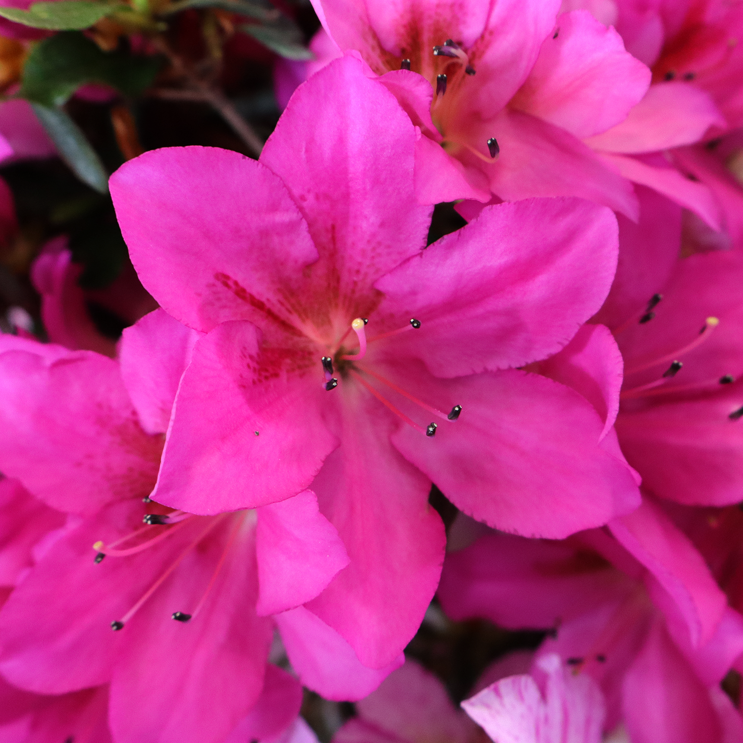 bonsai rhododendron satsuki v39 4
