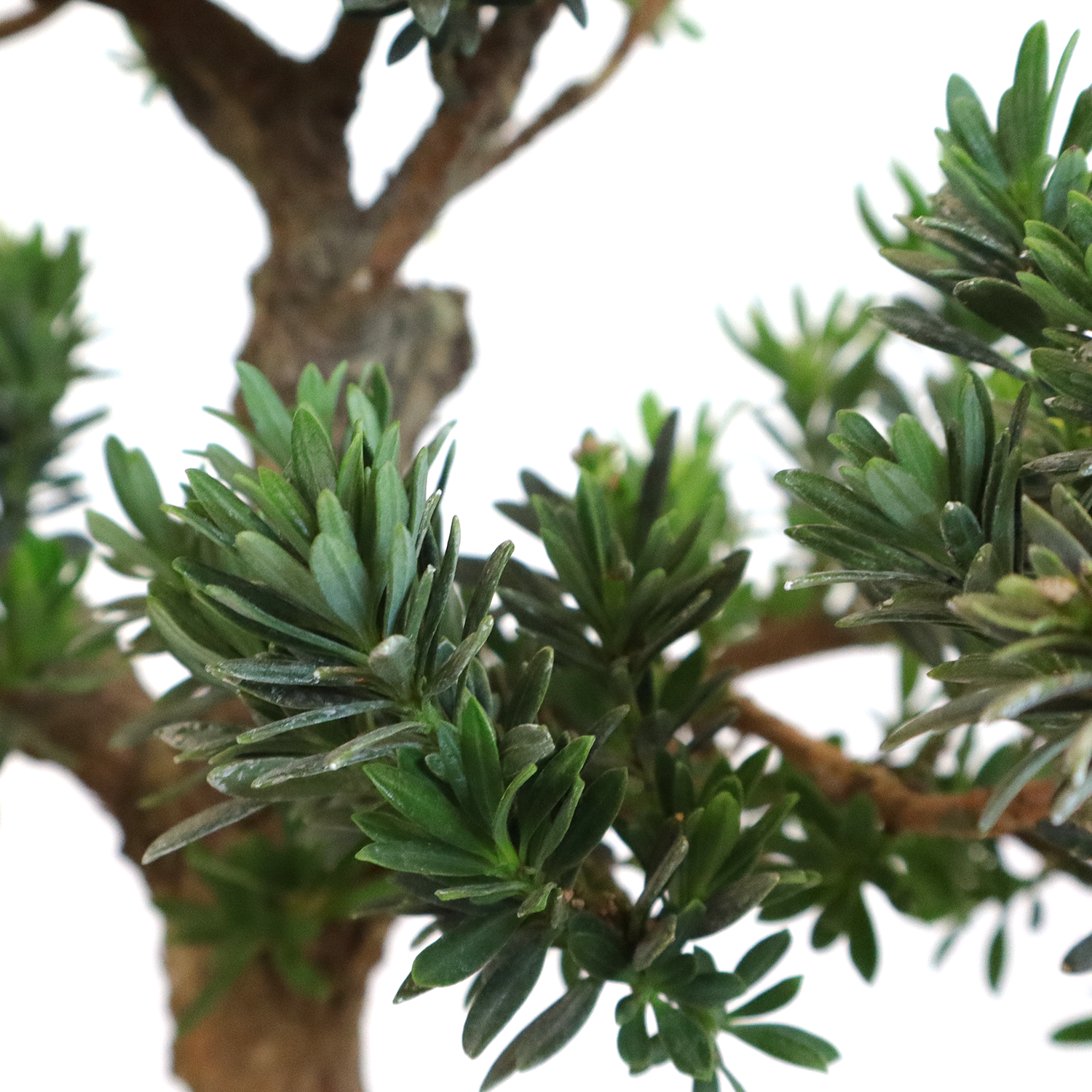 bonsai-pococarpo-dettaglio-foglie-rami