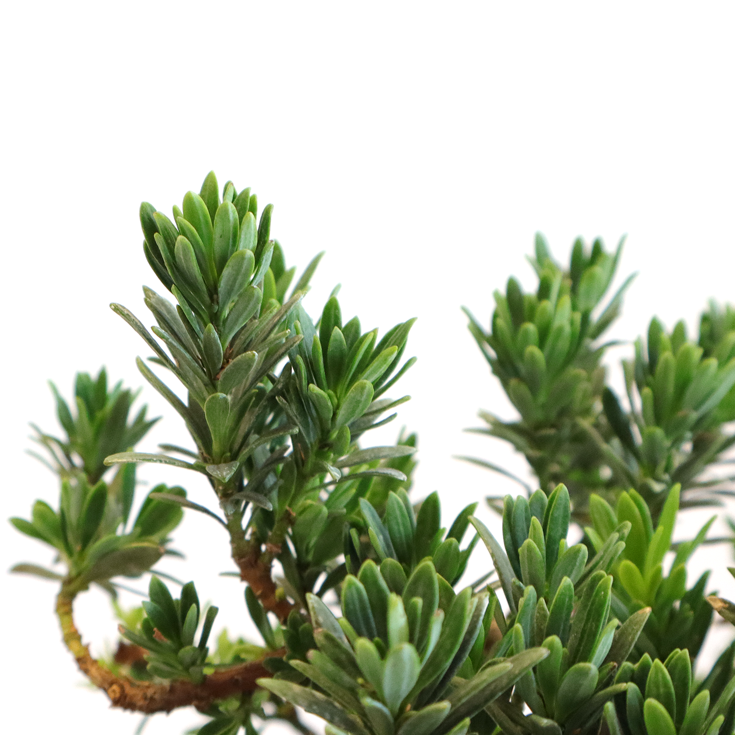bonsai-pococarpo-dettaglio-foglie