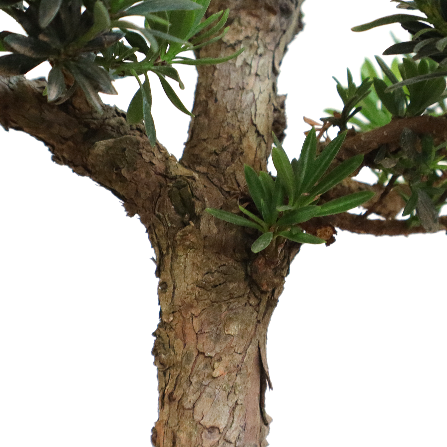 bonsai-pococarpo-dettaglio-tronco