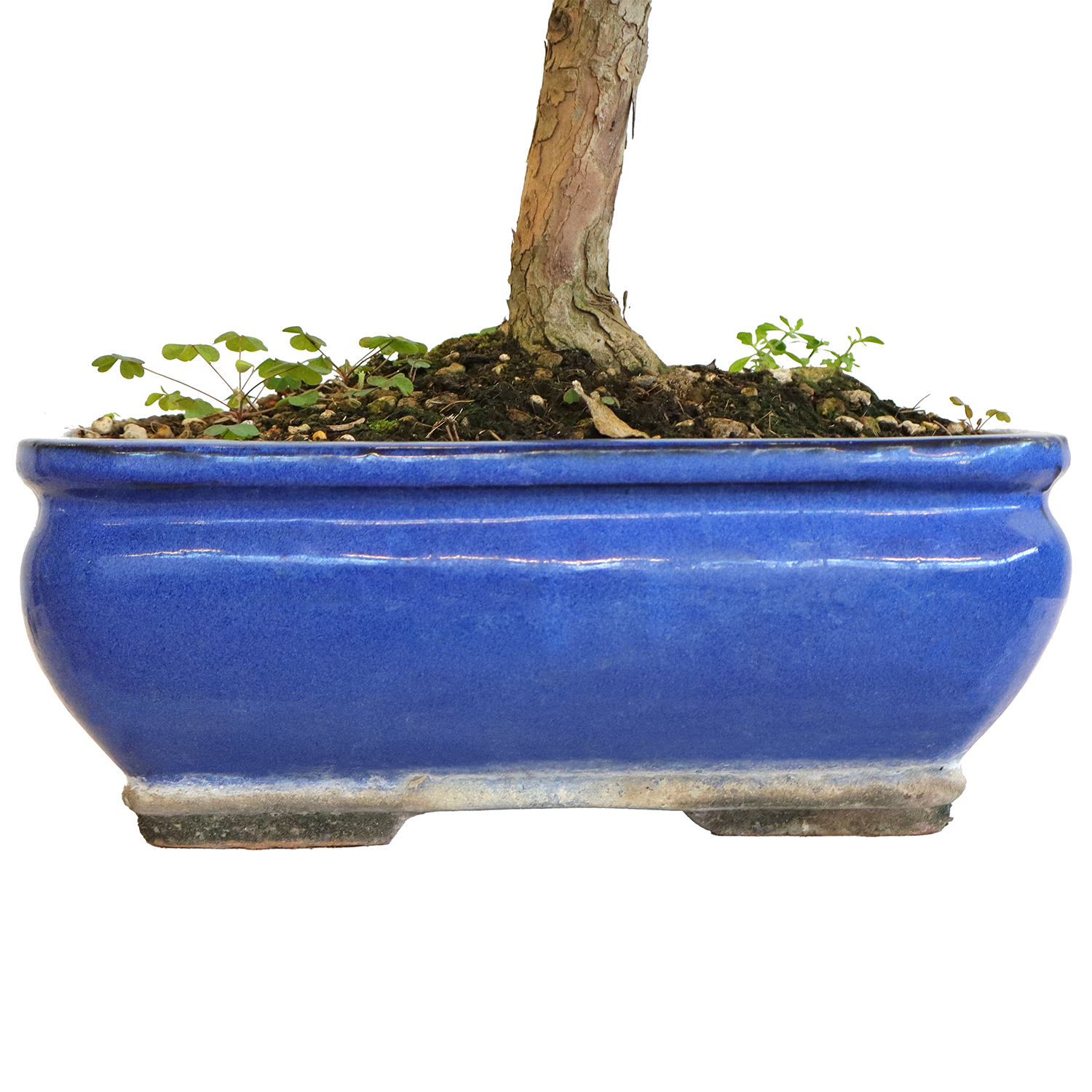 bonsai-pococarpo-dettaglio-vaso