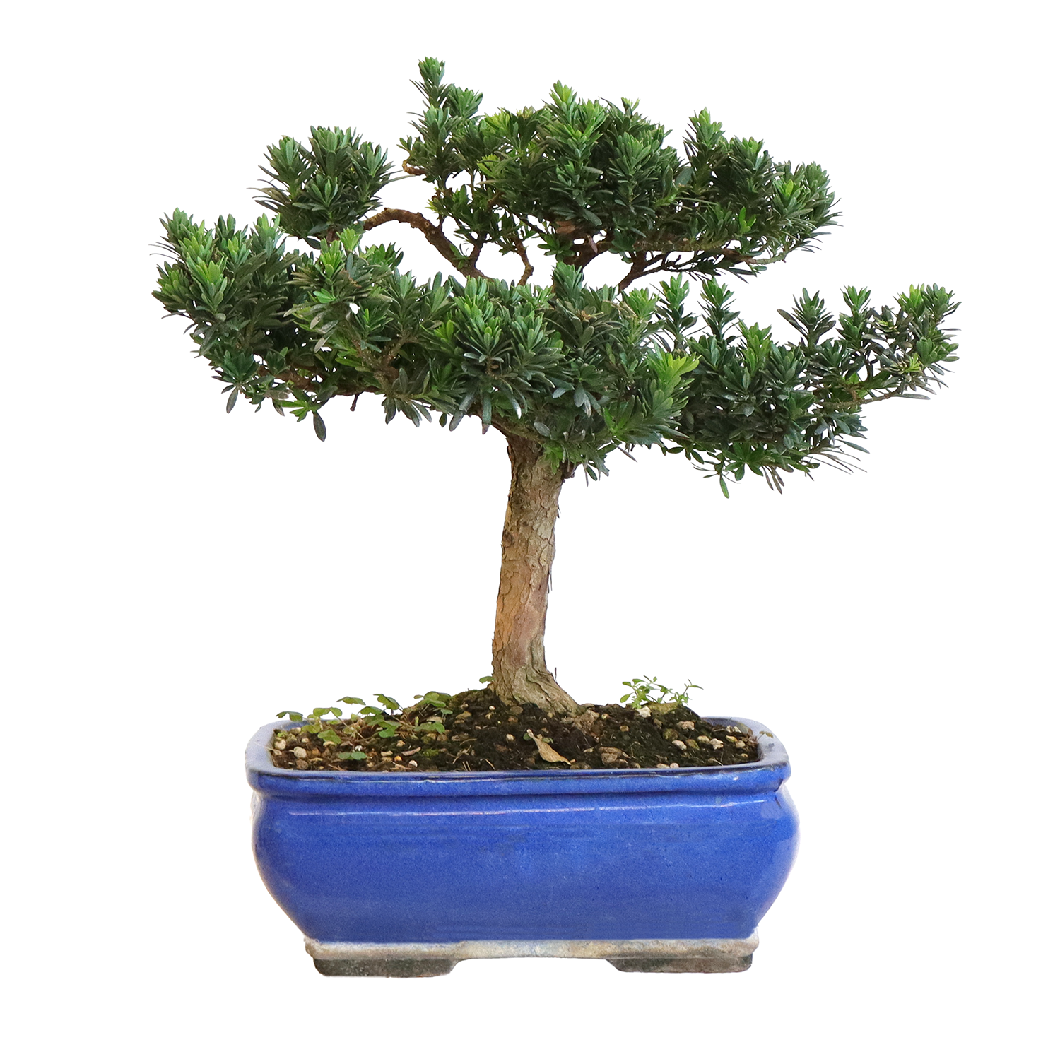 bonsai-pococarpo