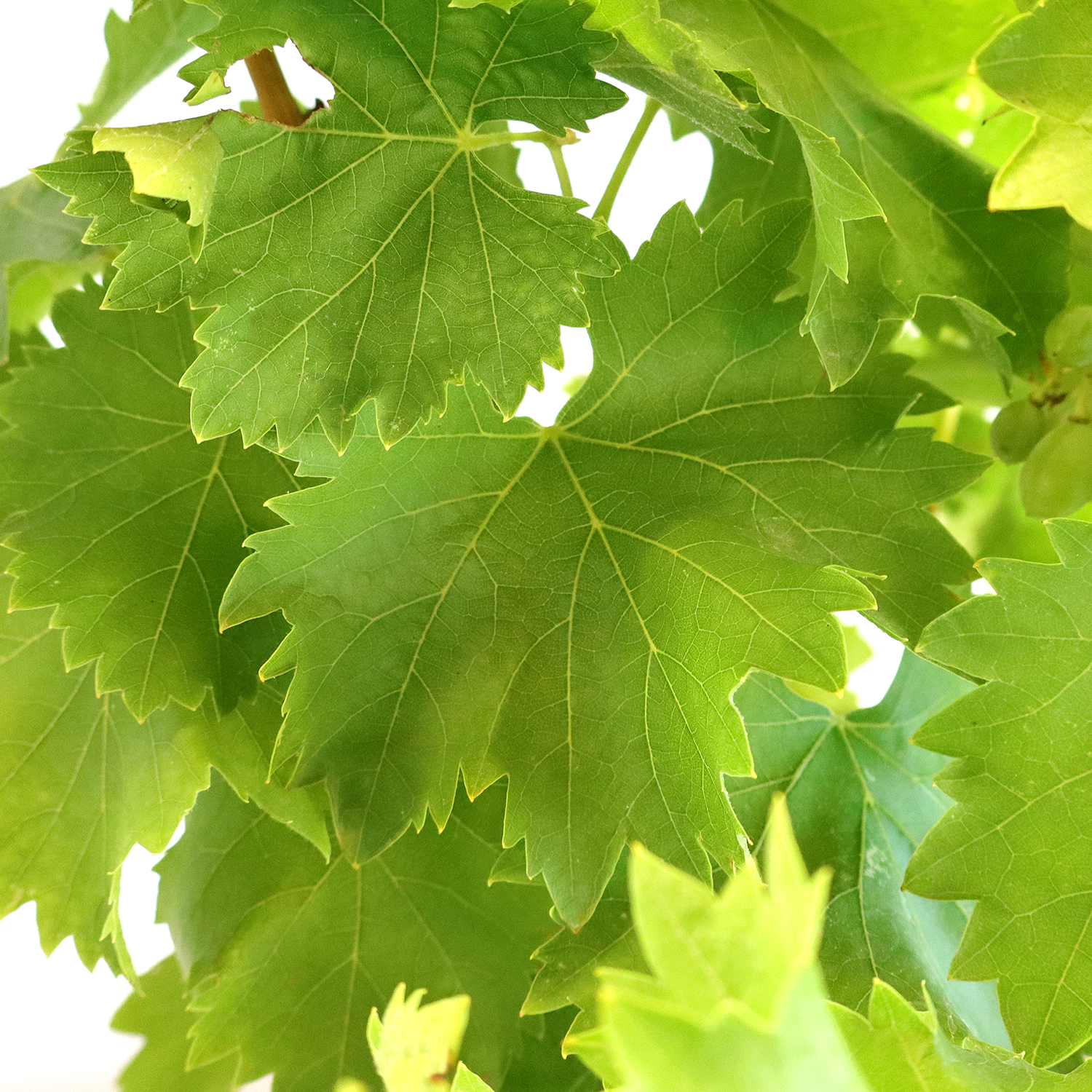 bonsai-vitis-vinifera-dettaglio-foglia