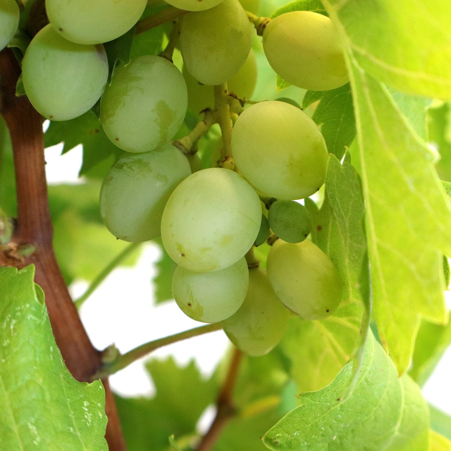 bonsai-vitis-vinifera-dettaglio-frutta-vicino
