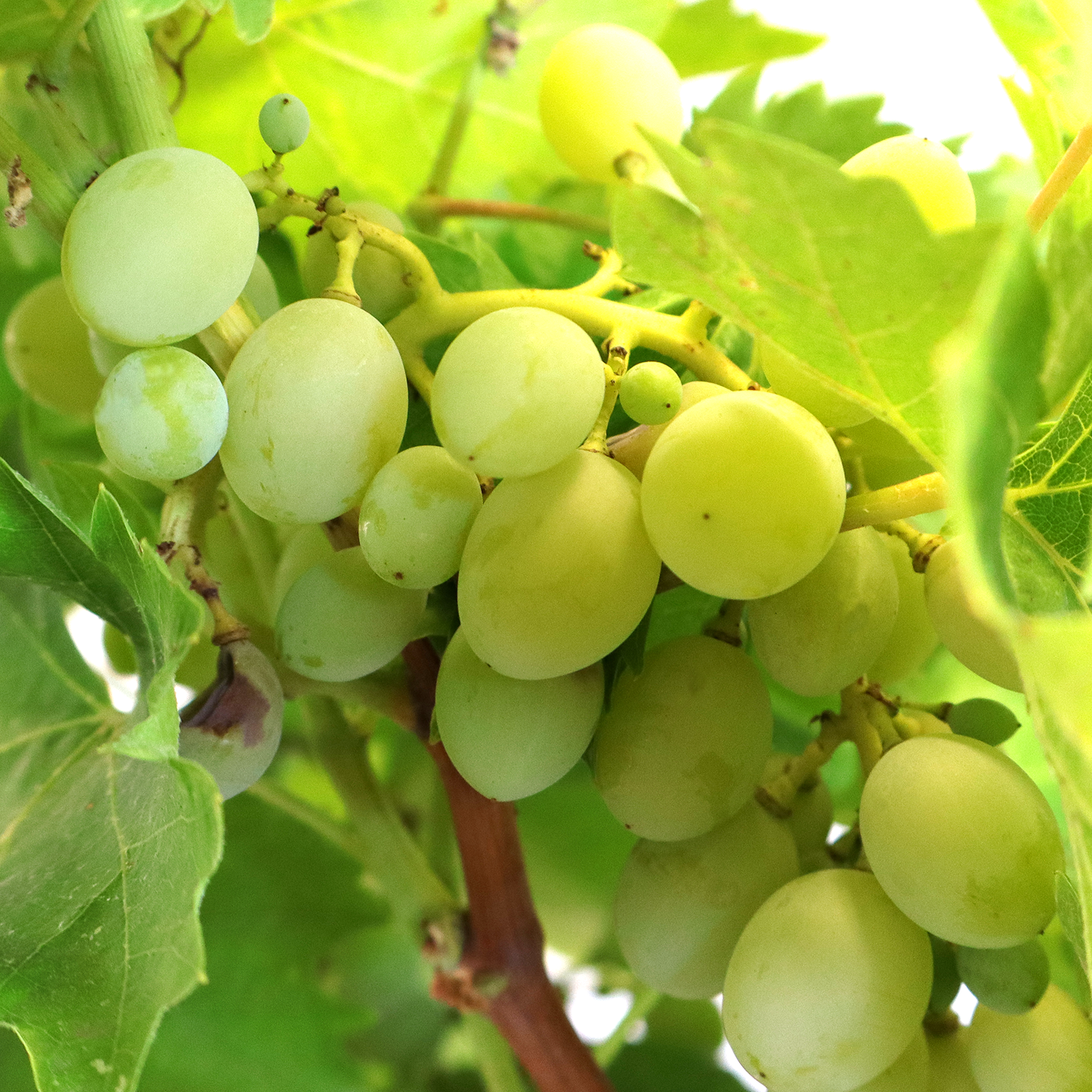 bonsai-vitis-vinifera-dettaglio-frutta