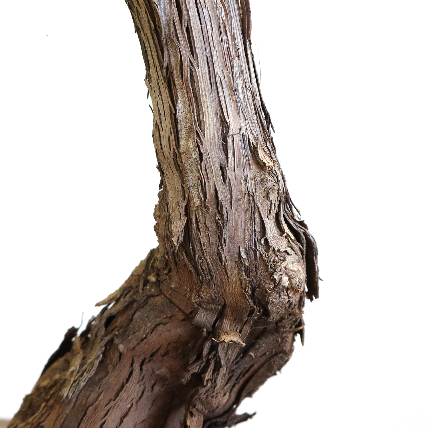 bonsai-vitis-vinifera-dettaglio-tronco