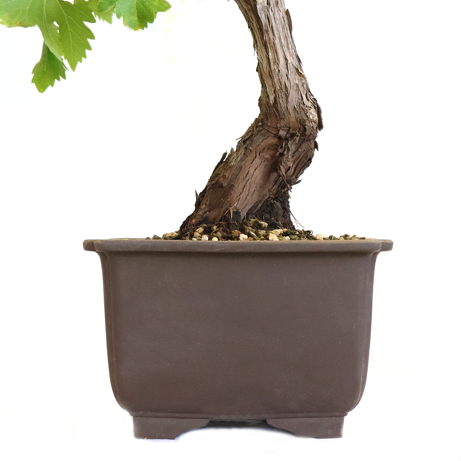 bonsai-vitis-vinifera-dettaglio-vaso
