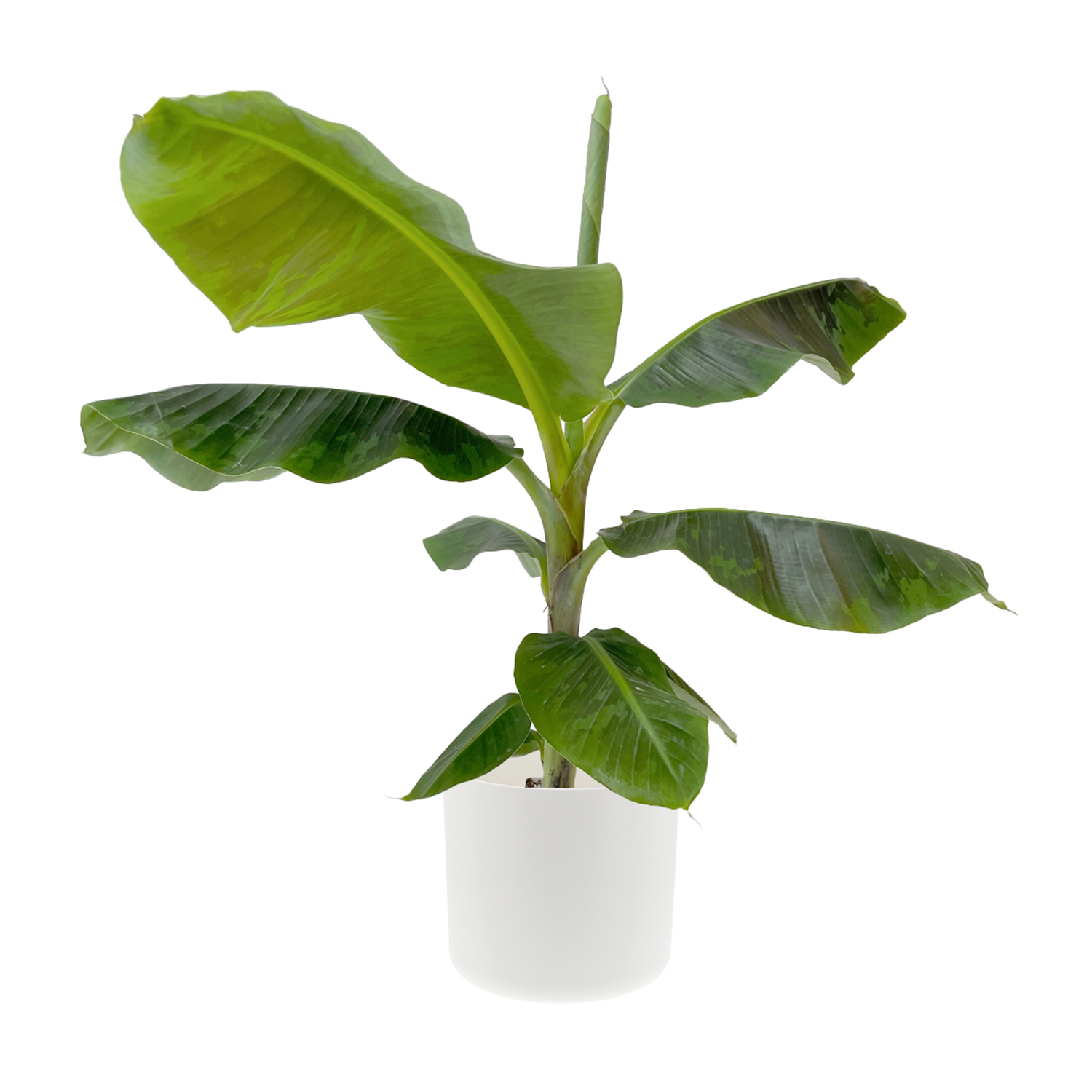 musa-v-21-vaso-eco-bianco