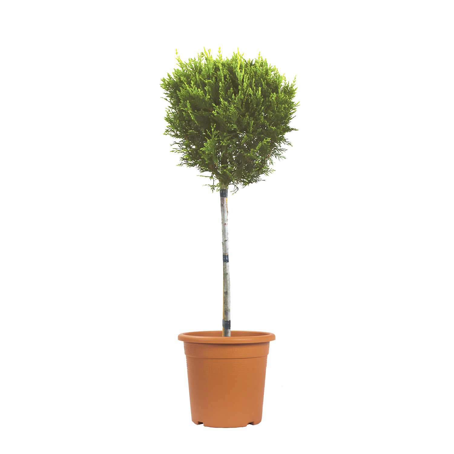 cupressocyparis-leylandii-castlewellan-gold-alberello