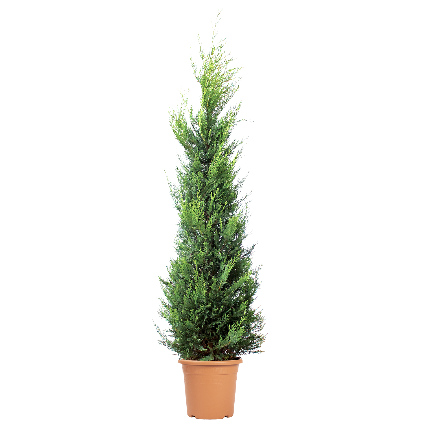 cupressocyparis-leylandii-castlewellan-gold-vaso-30