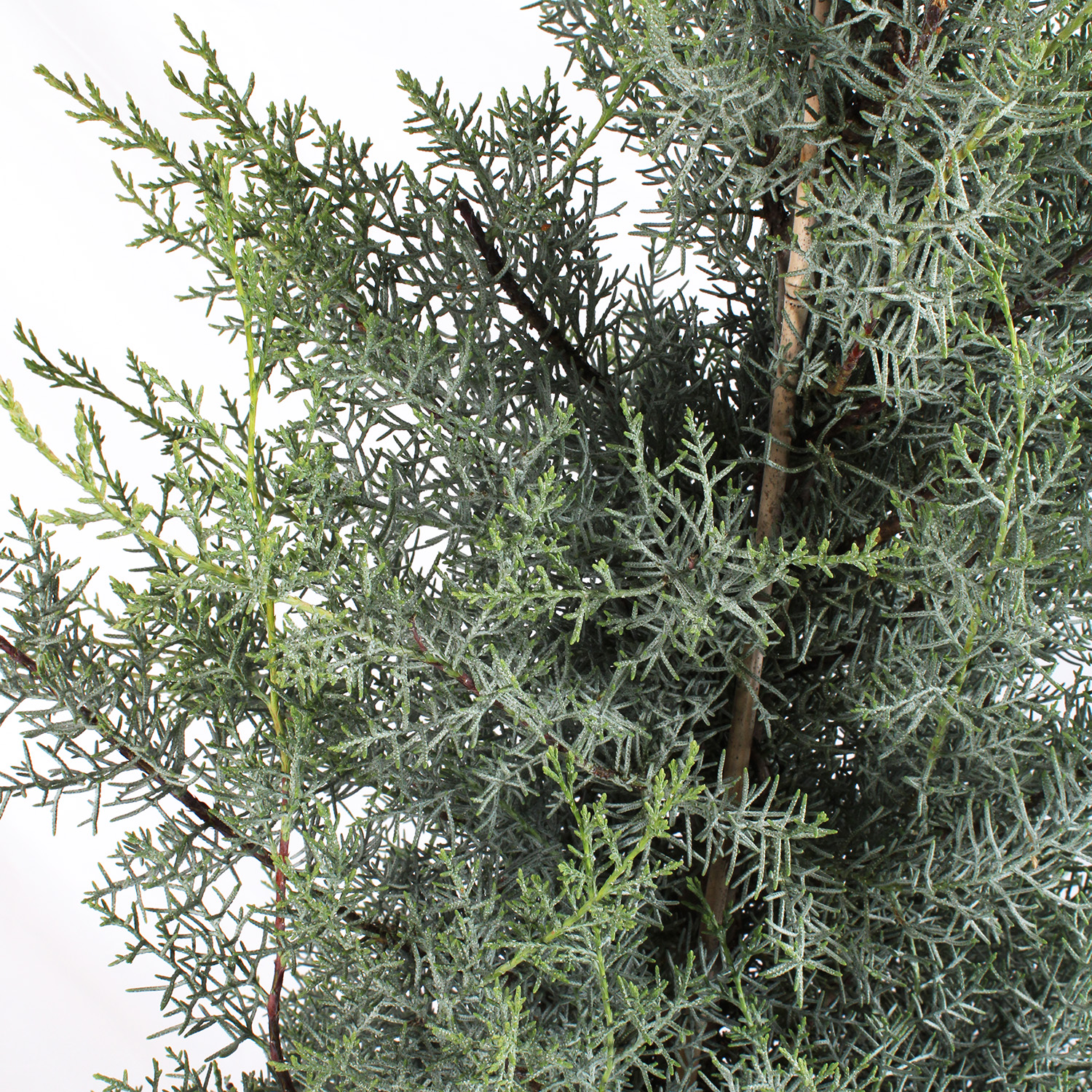 cupressus-arizonica-fastigiata-glauca-dettaglio-fogliame