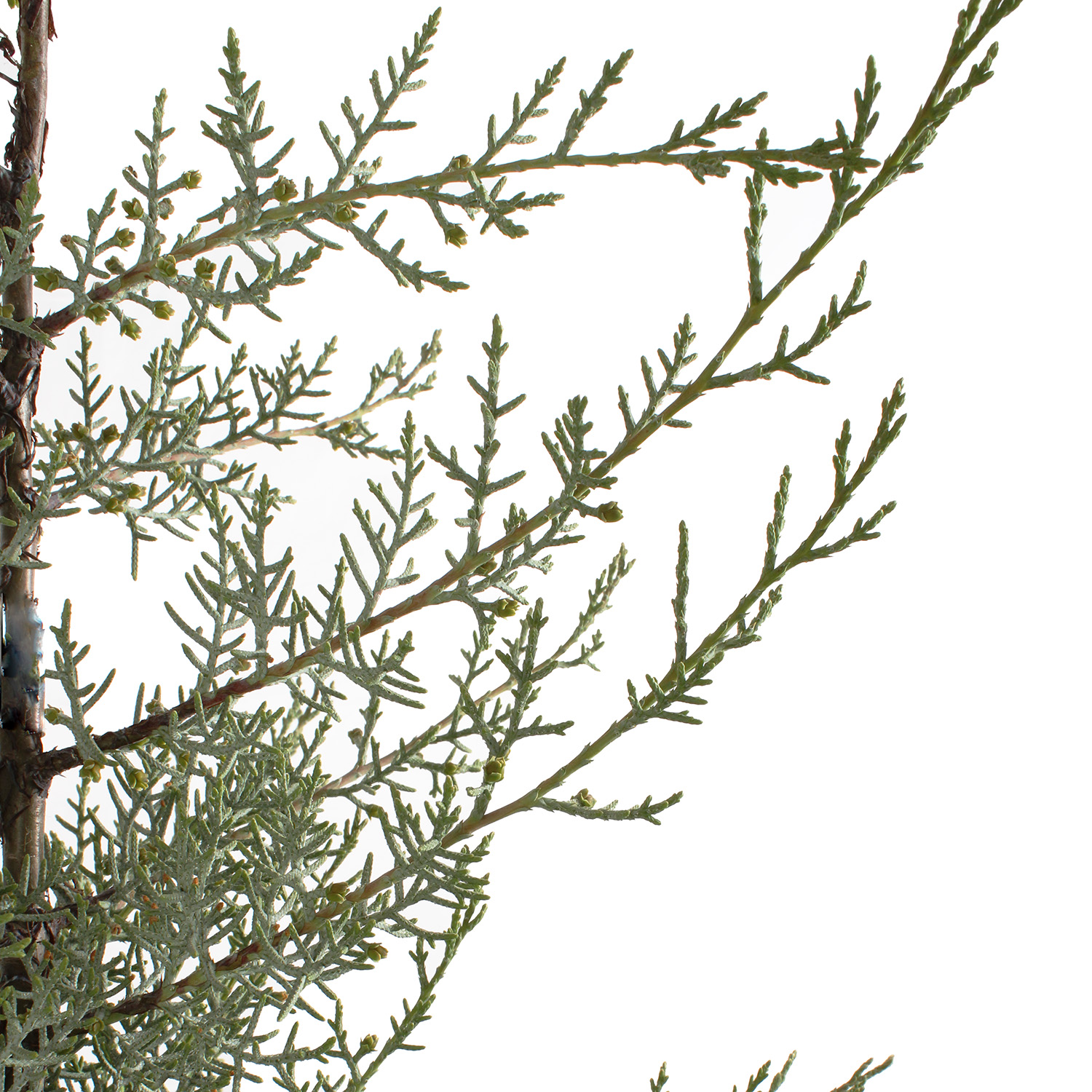 cupressus-arizonica-fastigiata-glauca-dettaglio-foglie