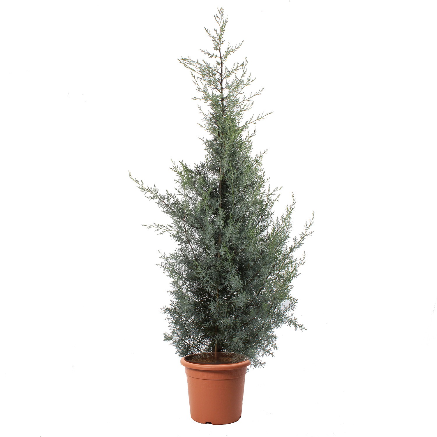 cupressus-arizonica-fastigiata-glauca-vaso-30