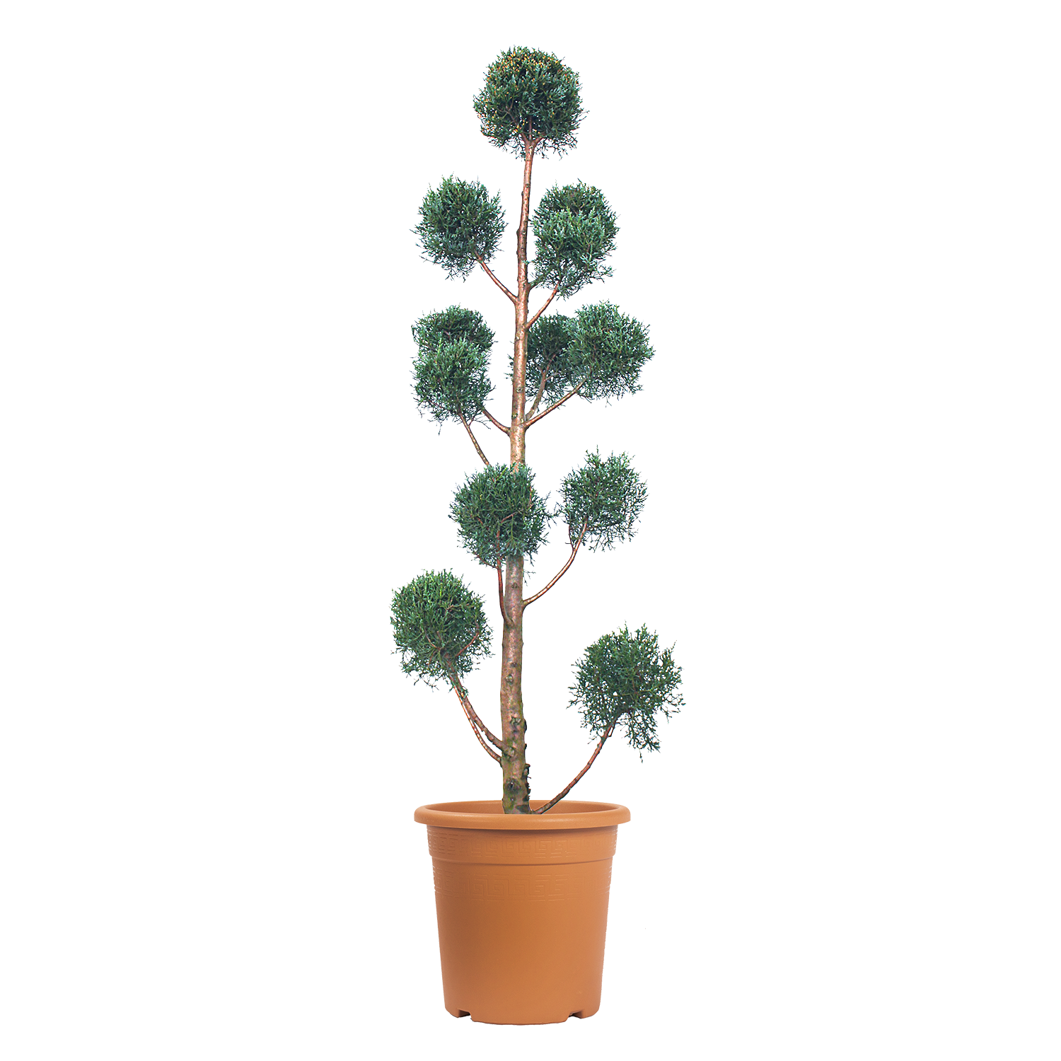 cupressus-arizonica-fastigiata-glauca-pompon