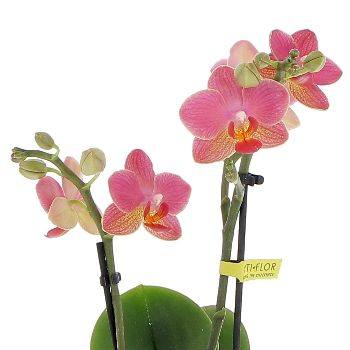 orchidea-phalaenopsis-gwen-dettagli
