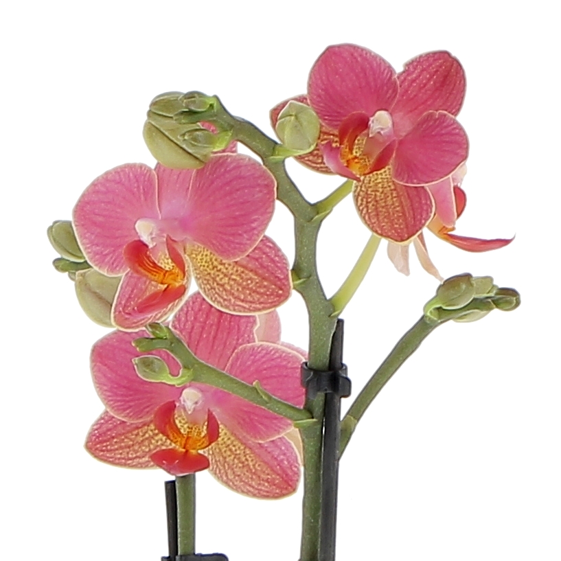 orchidea-phalaenopsis-gwen-dettaglio-fiori-2