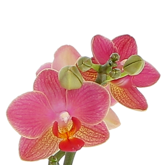 orchidea-phalaenopsis-gwen-dettaglio-fiori