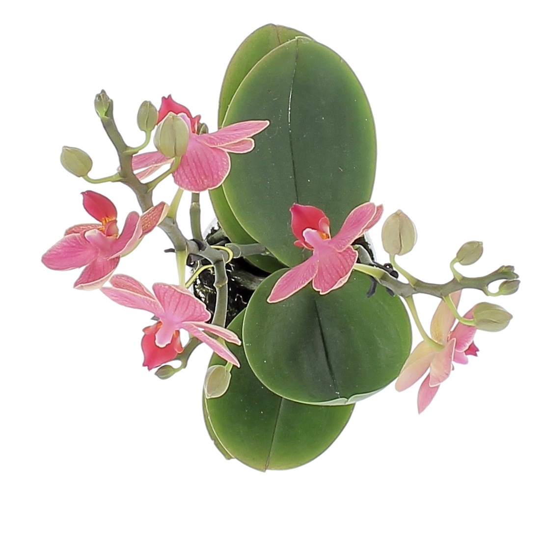 orchidea-phalaenopsis-gwen-dettaglio-sopra