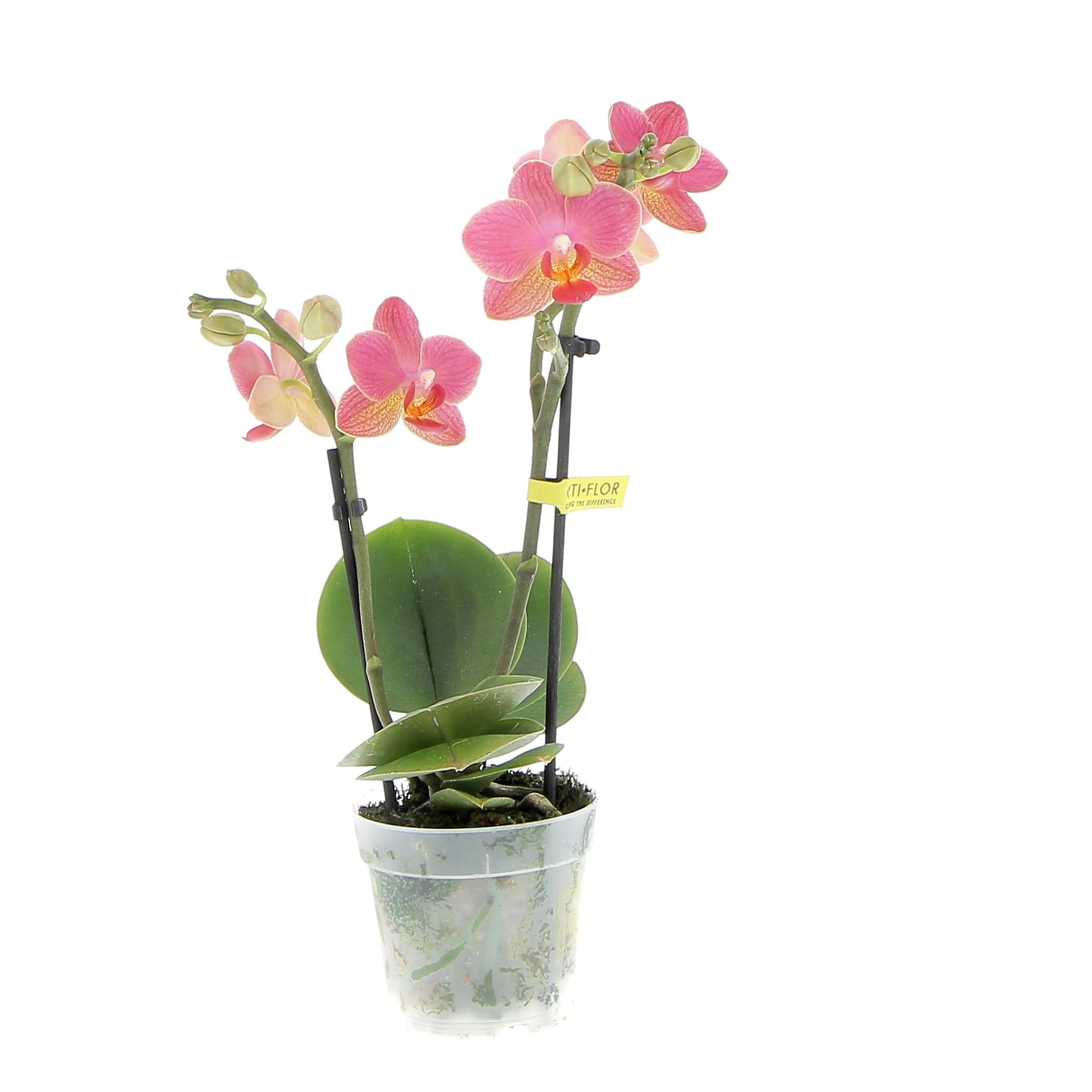 orchidea-phalaenopsis-gwen