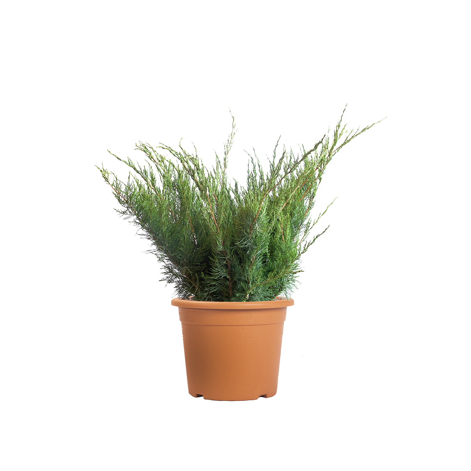 juniperus-media-mint-julep-vaso-30