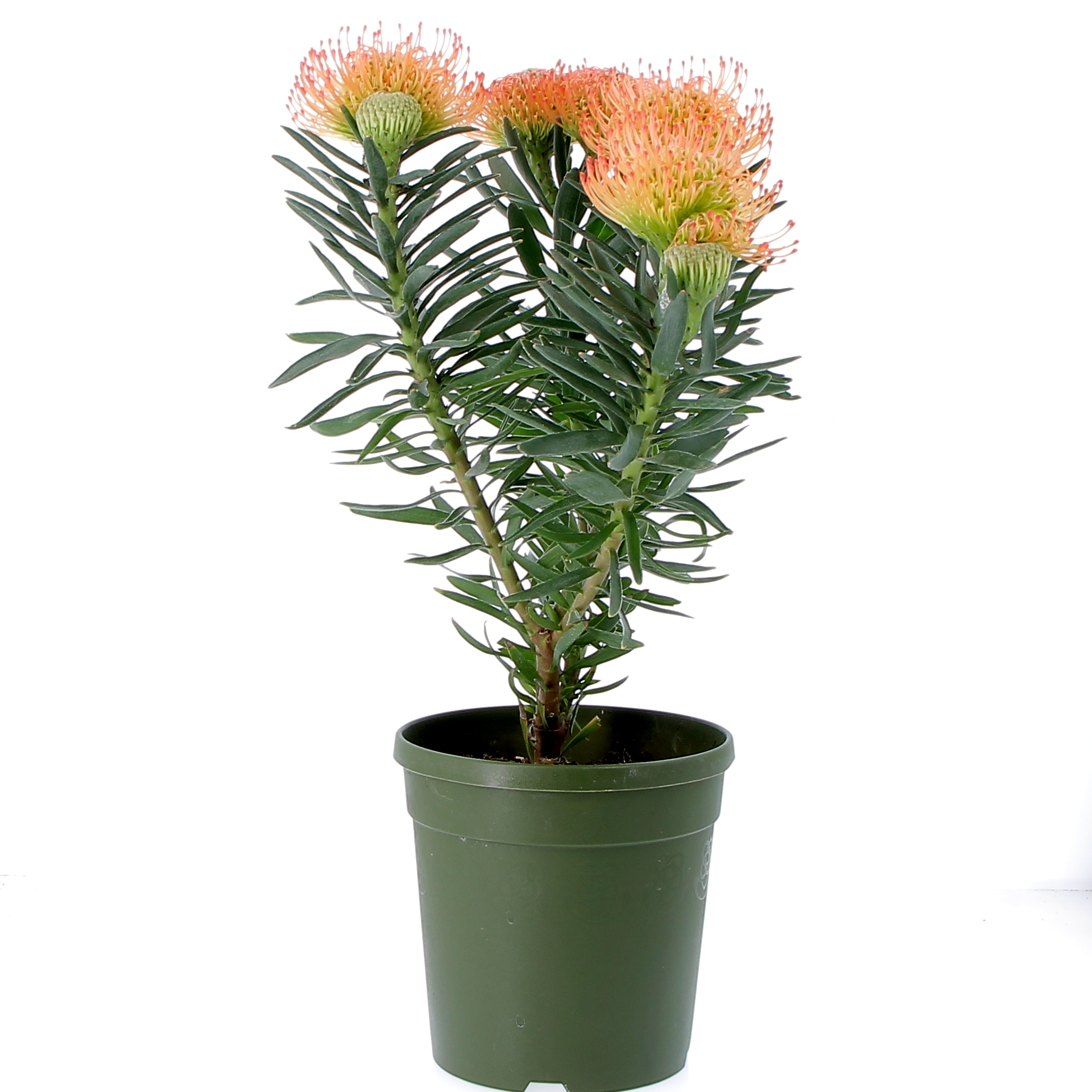 Leucospermum Succession-0002