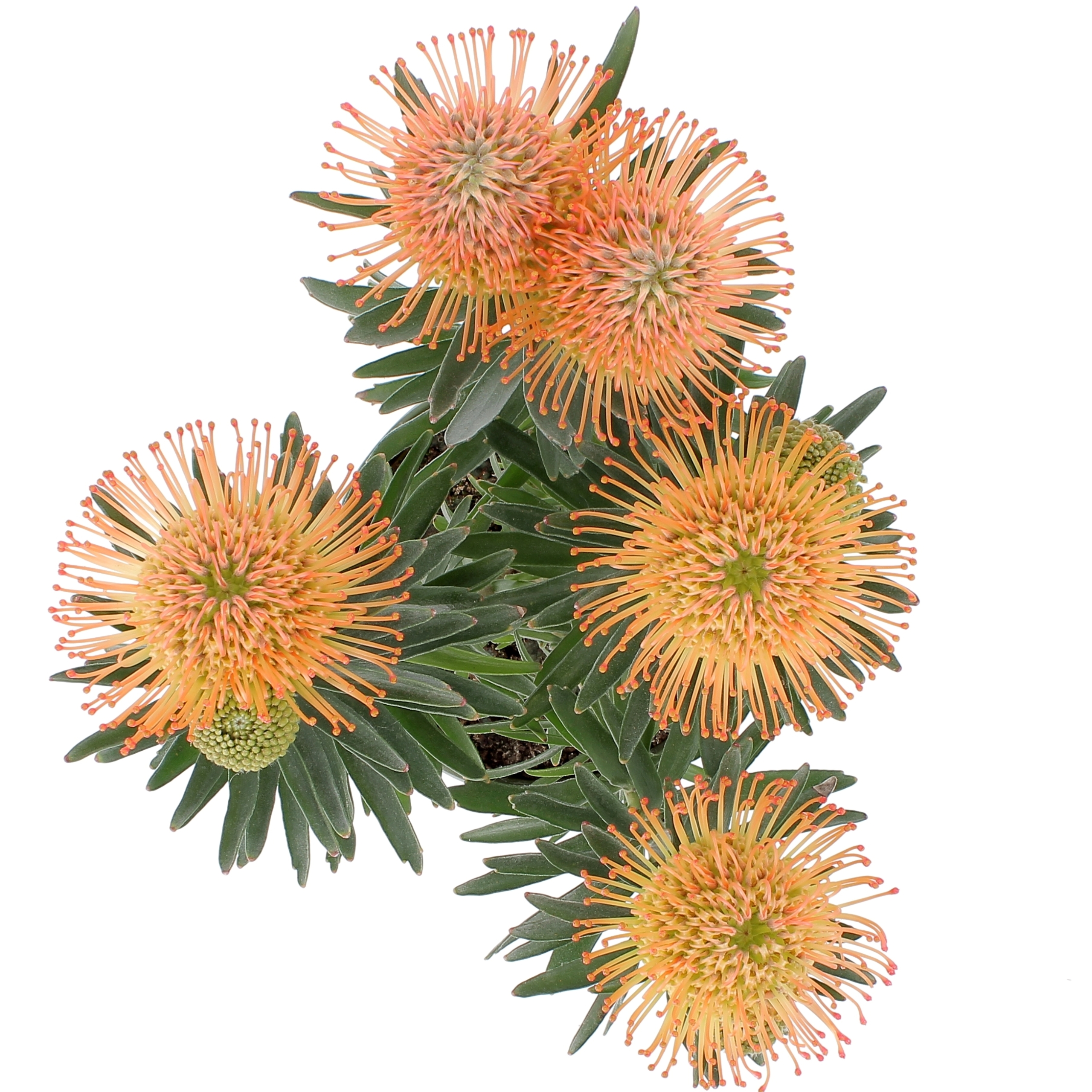 Leucospermum Succession-0003