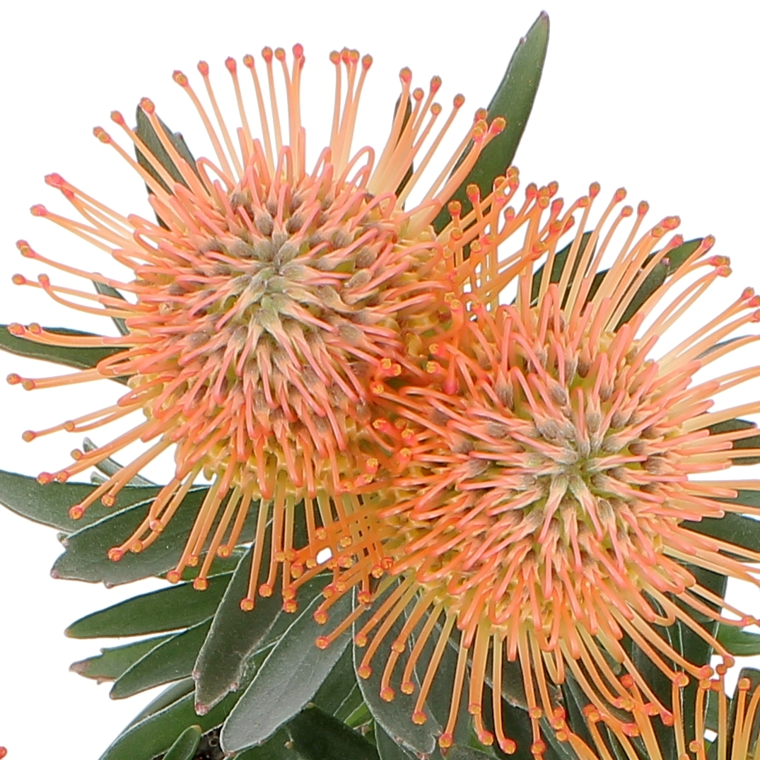 Leucospermum Succession-0004